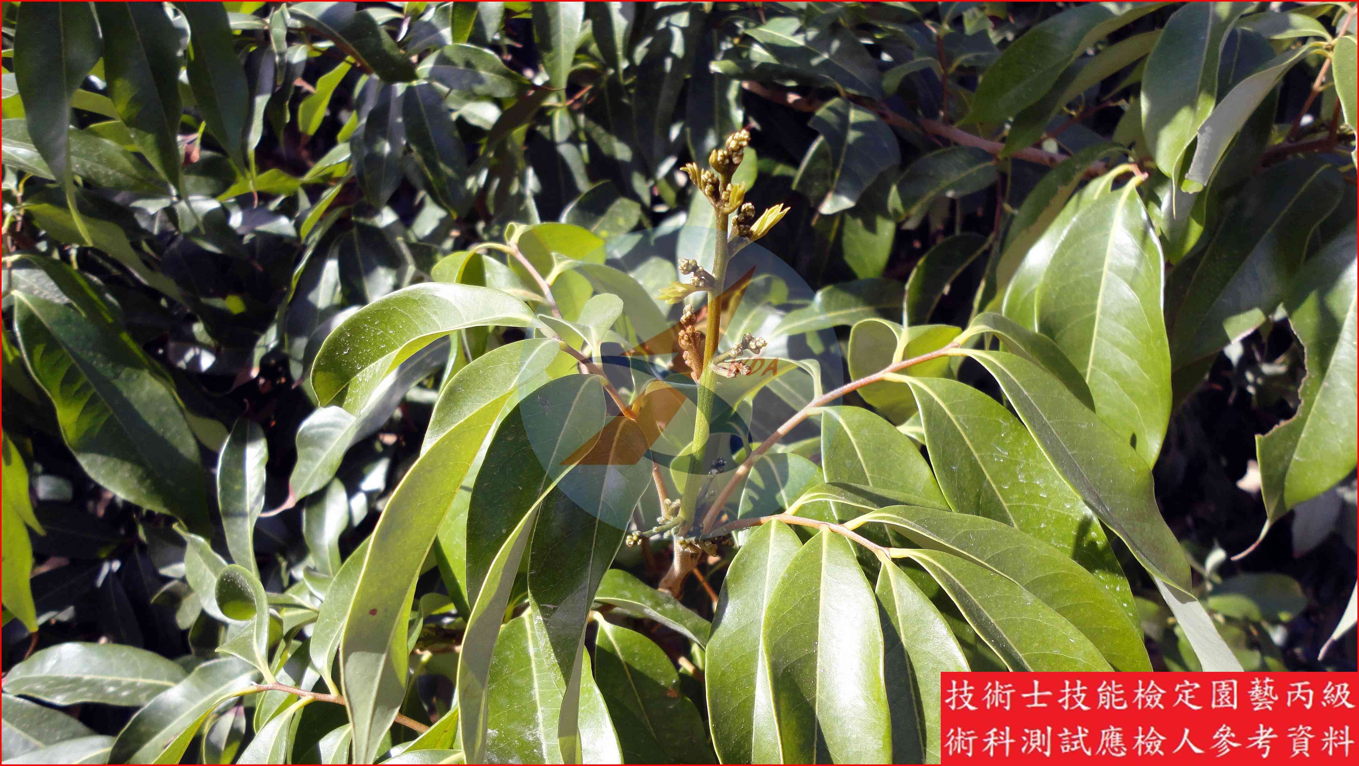 荔枝 園藝丙級識別圖片 10