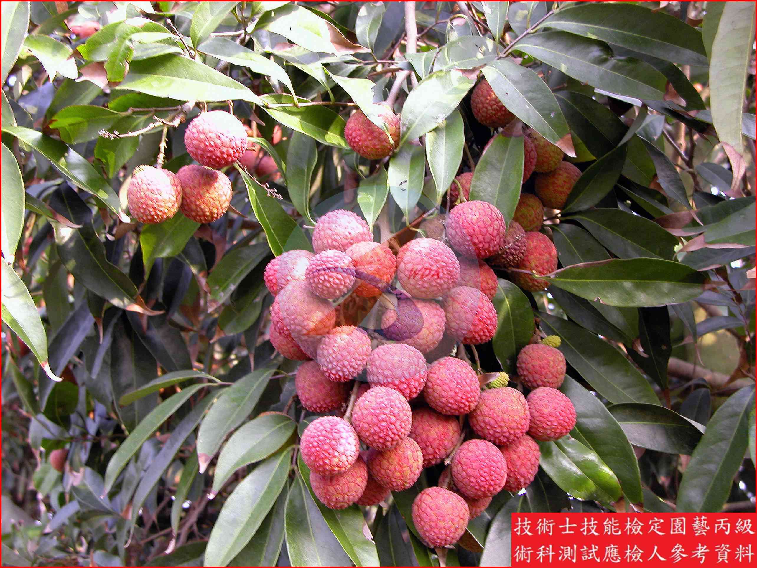 荔枝 園藝丙級識別圖片 11