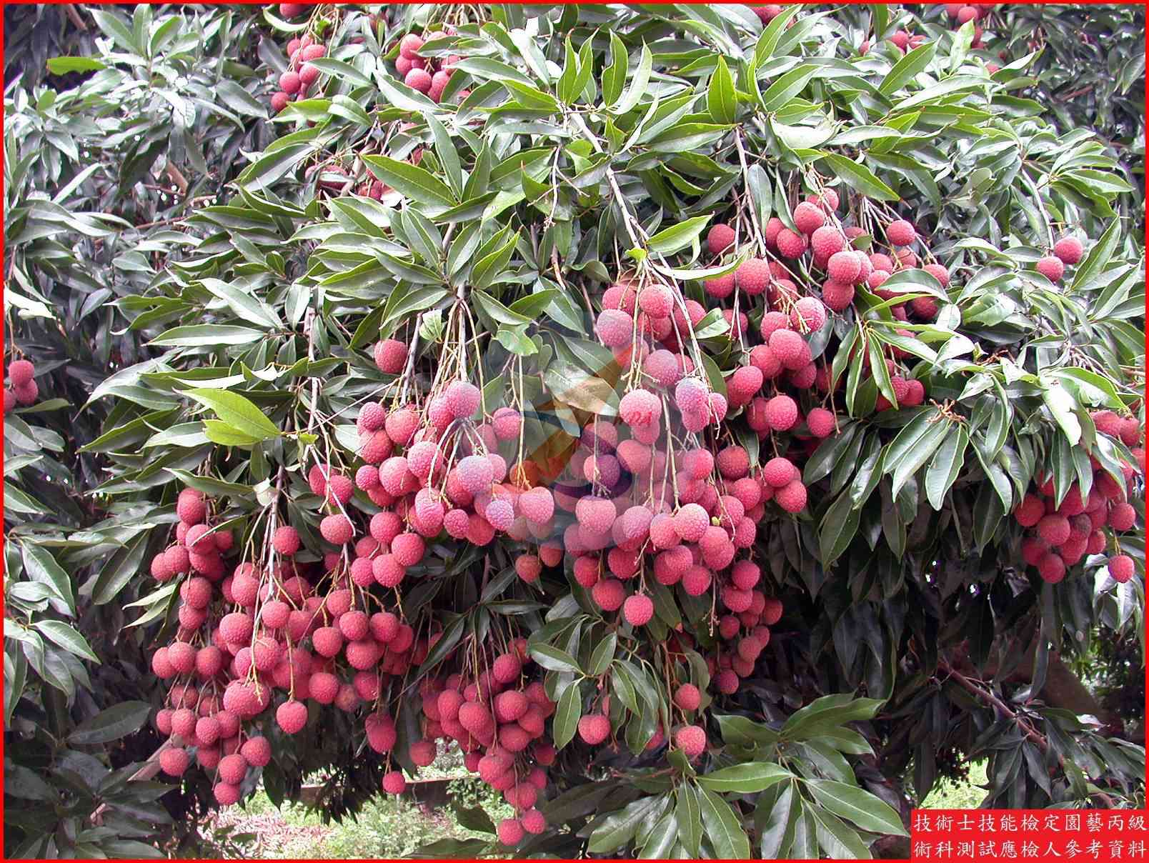 荔枝 園藝丙級識別圖片 12