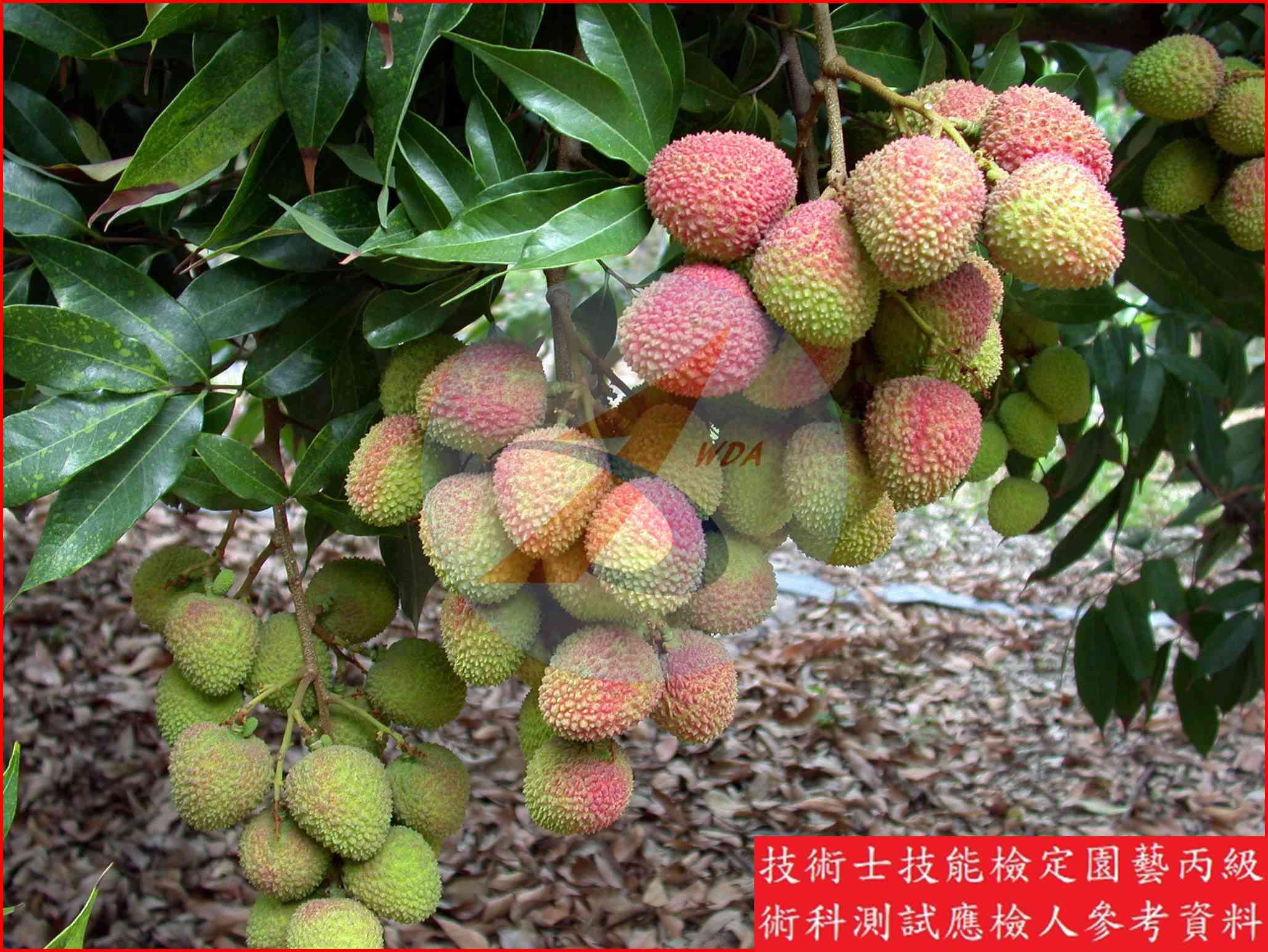 荔枝 園藝丙級識別圖片 13
