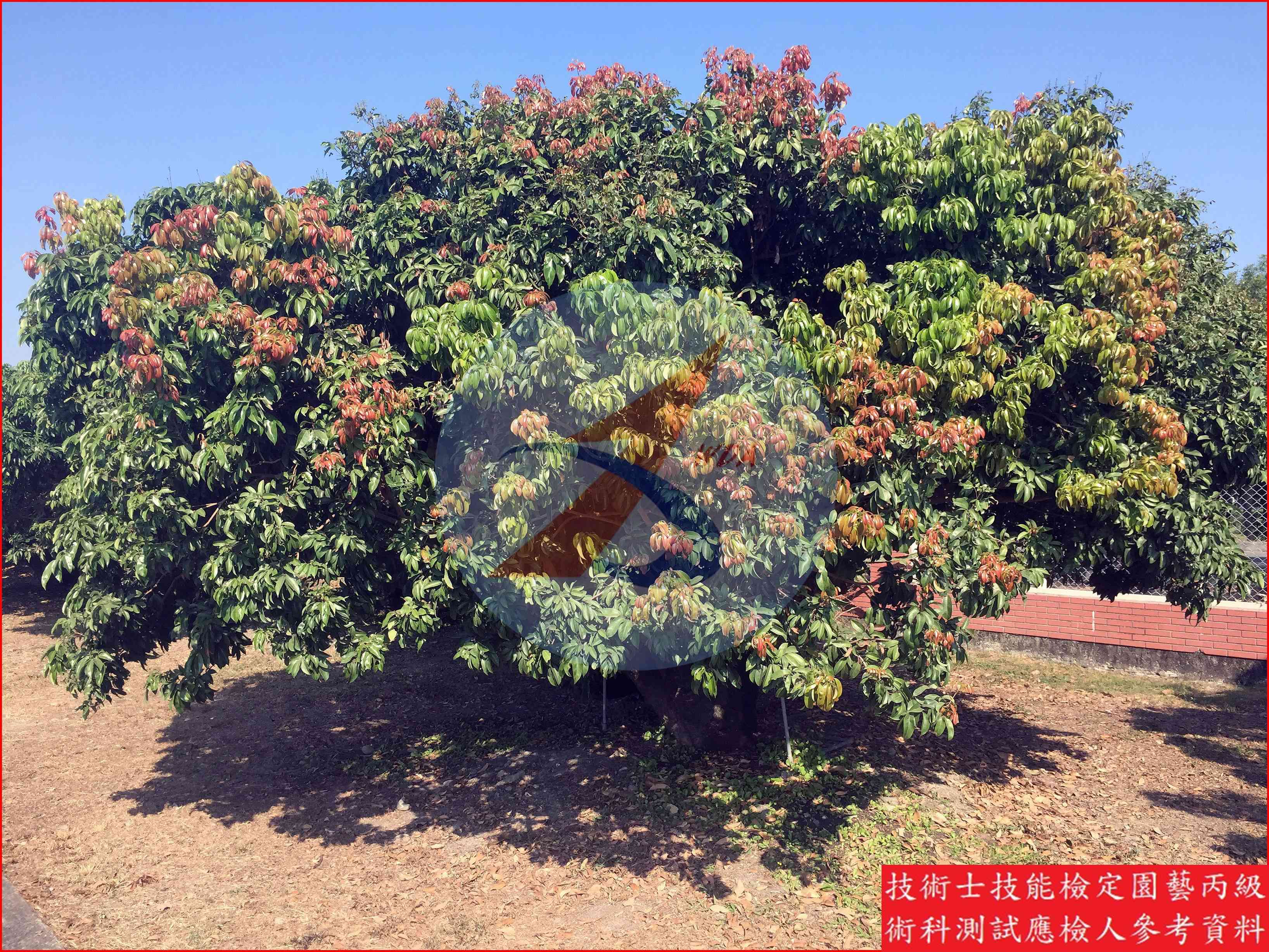 荔枝 園藝丙級識別圖片 14