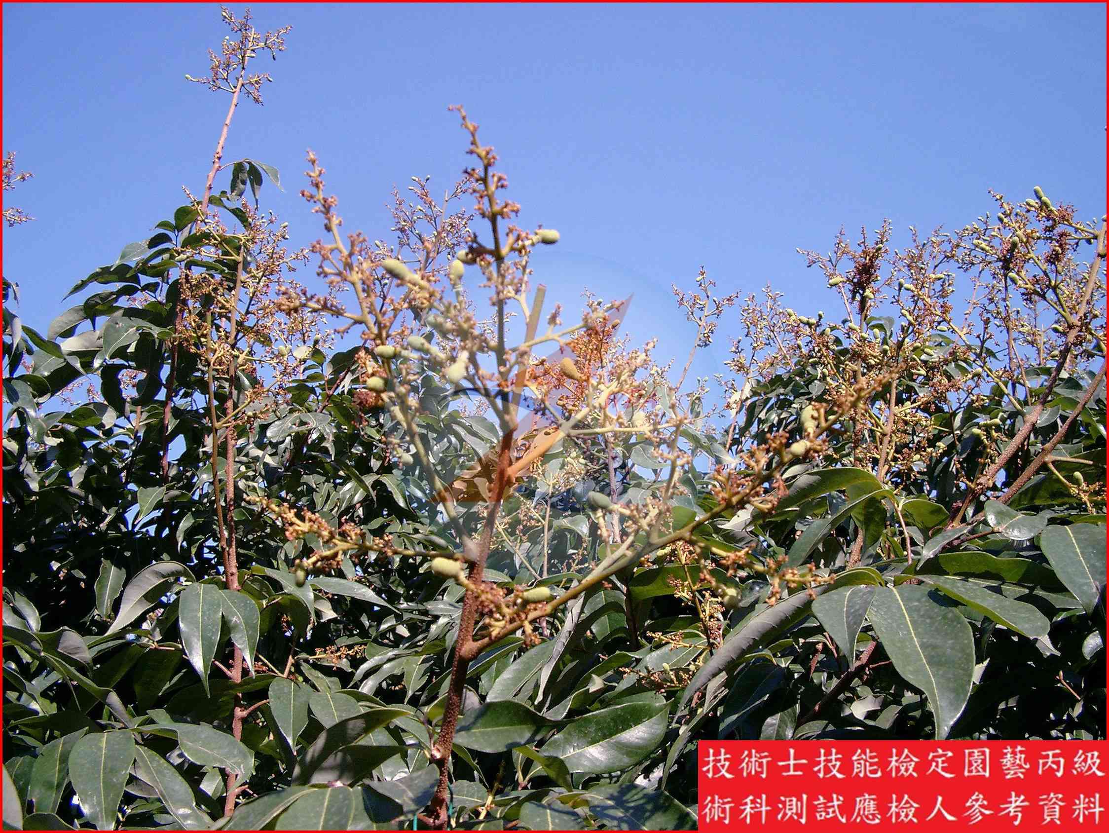 荔枝 園藝丙級識別圖片 15
