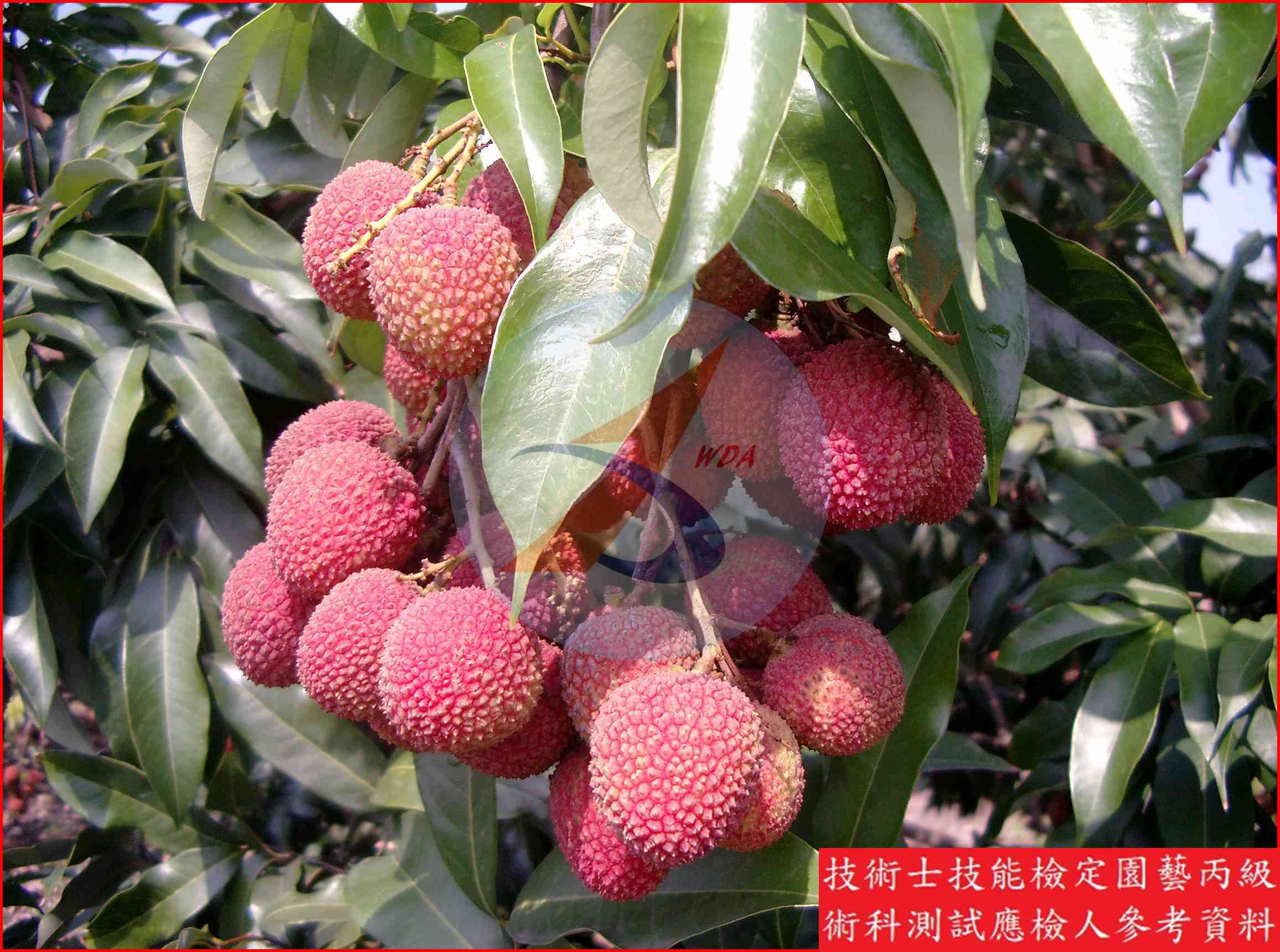 荔枝 園藝丙級識別圖片 16
