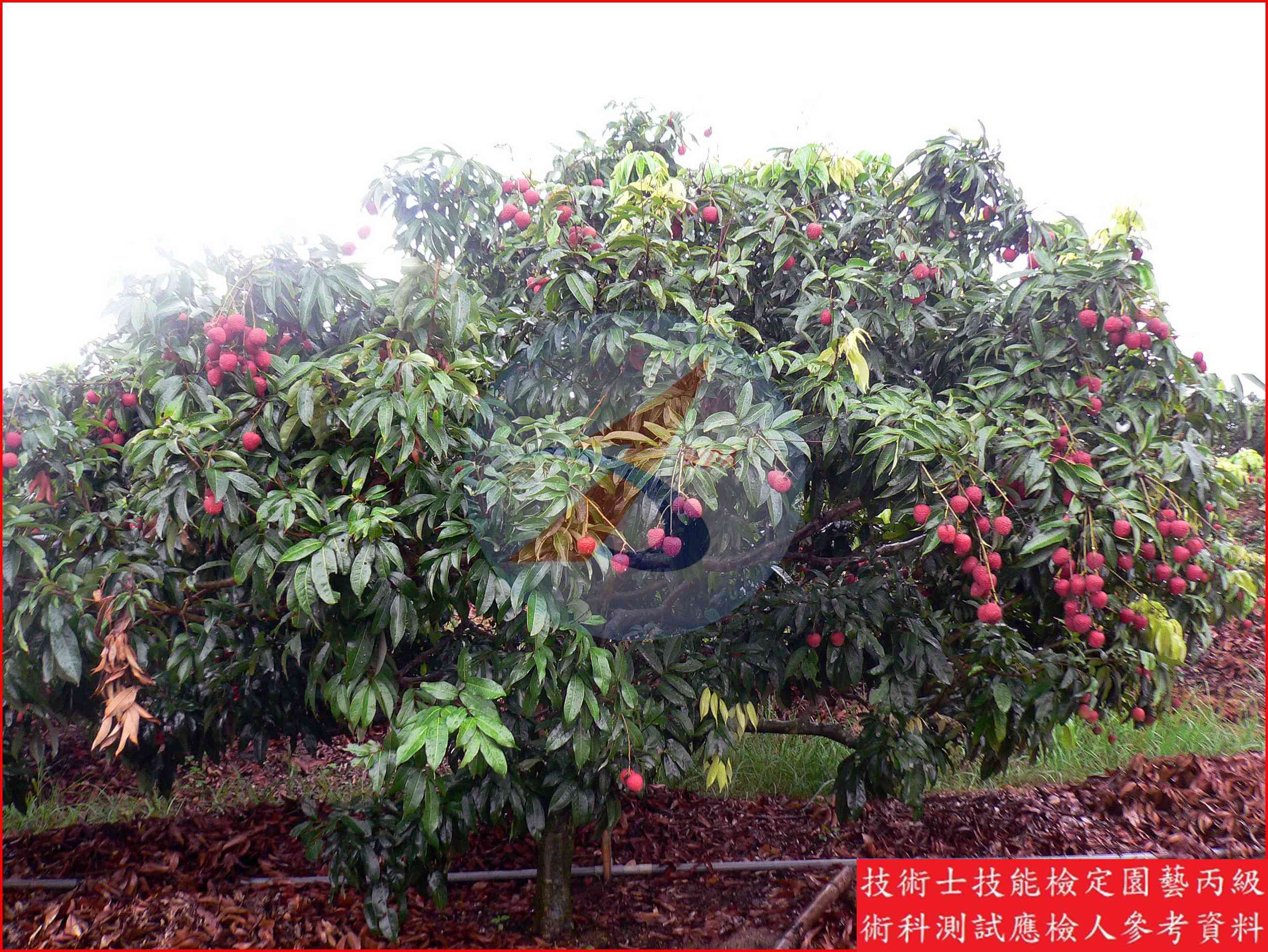 荔枝 園藝丙級識別圖片 3