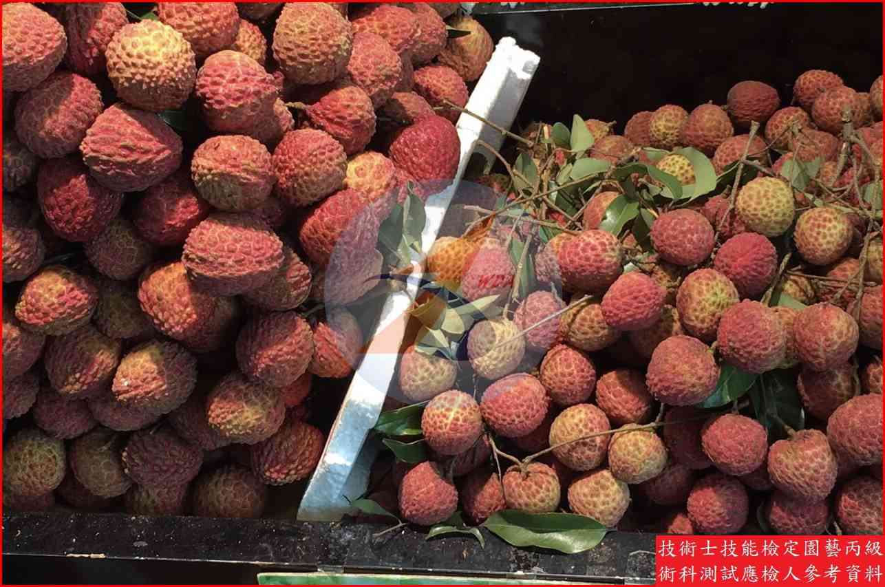 荔枝 園藝丙級識別圖片 5