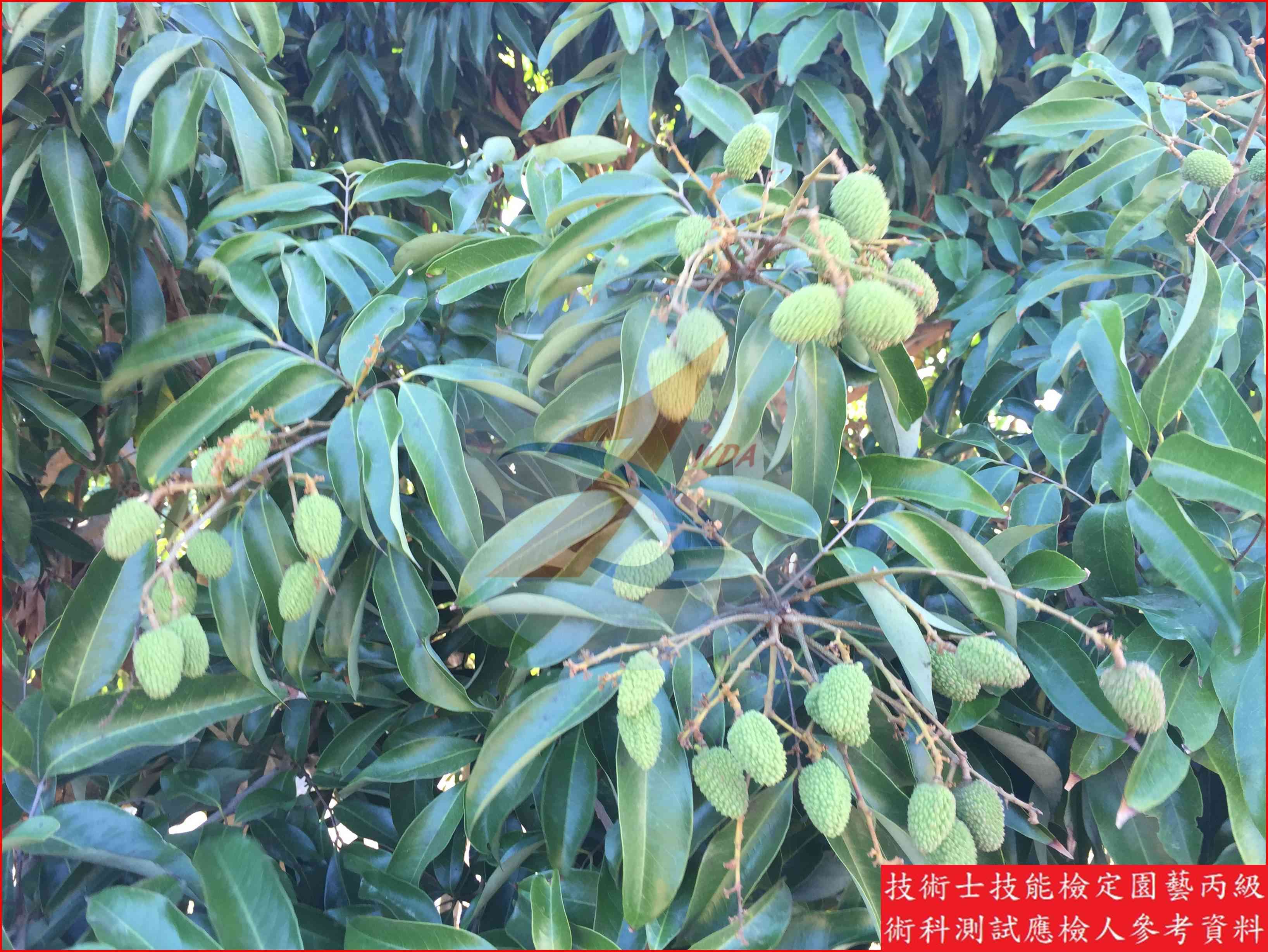 荔枝 園藝丙級識別圖片 6