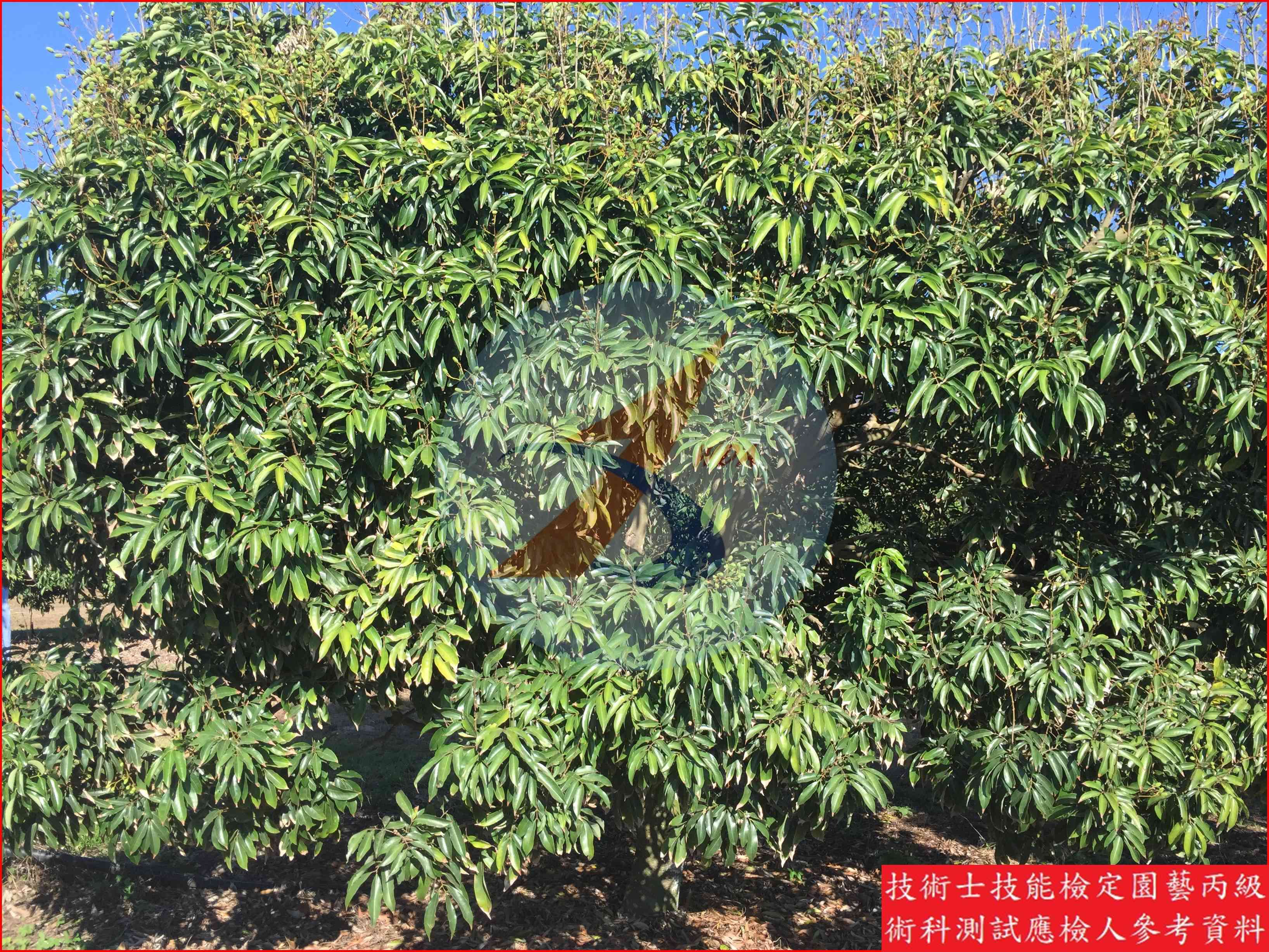 荔枝 園藝丙級識別圖片 7