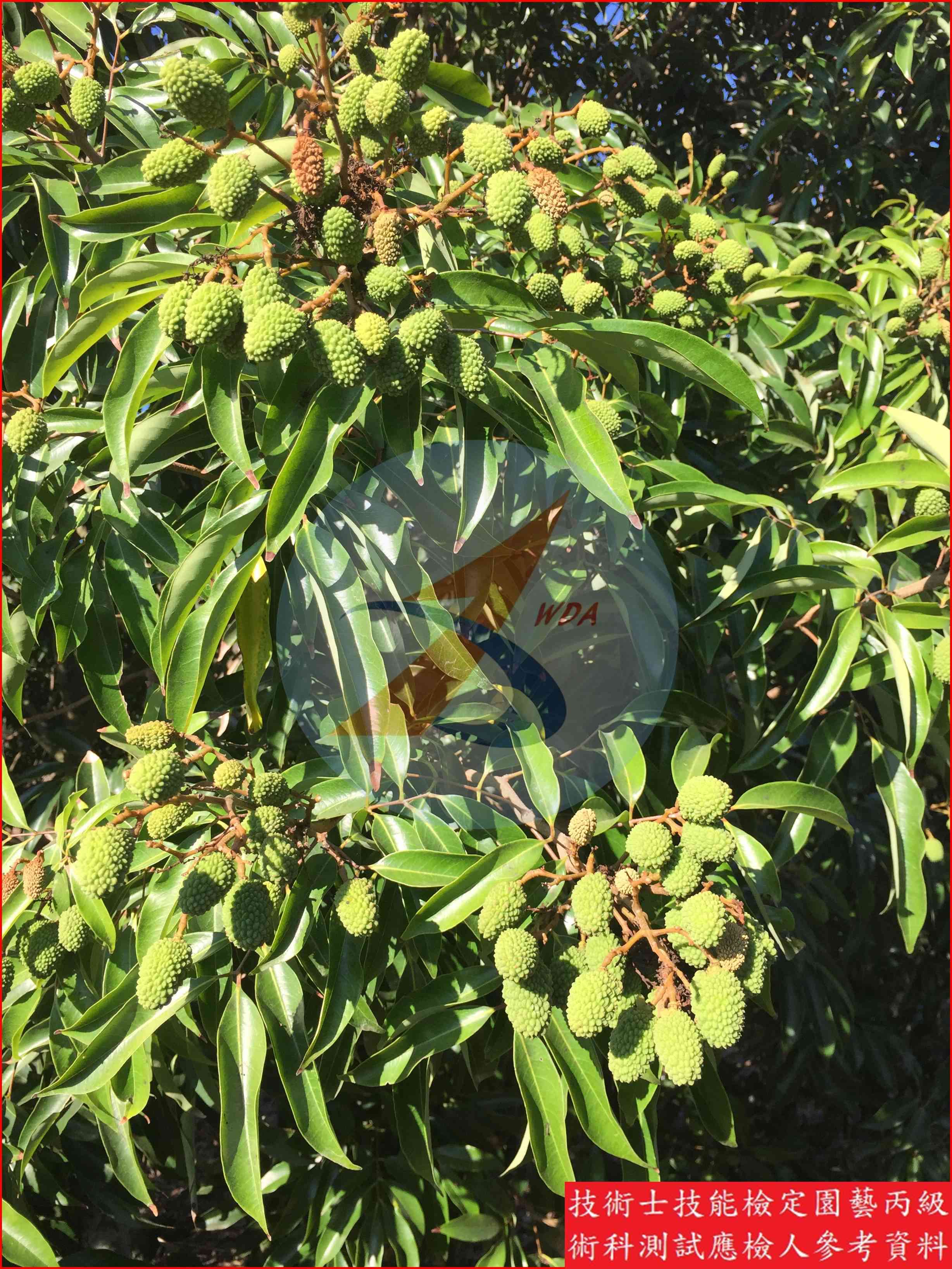 荔枝 園藝丙級識別圖片 8