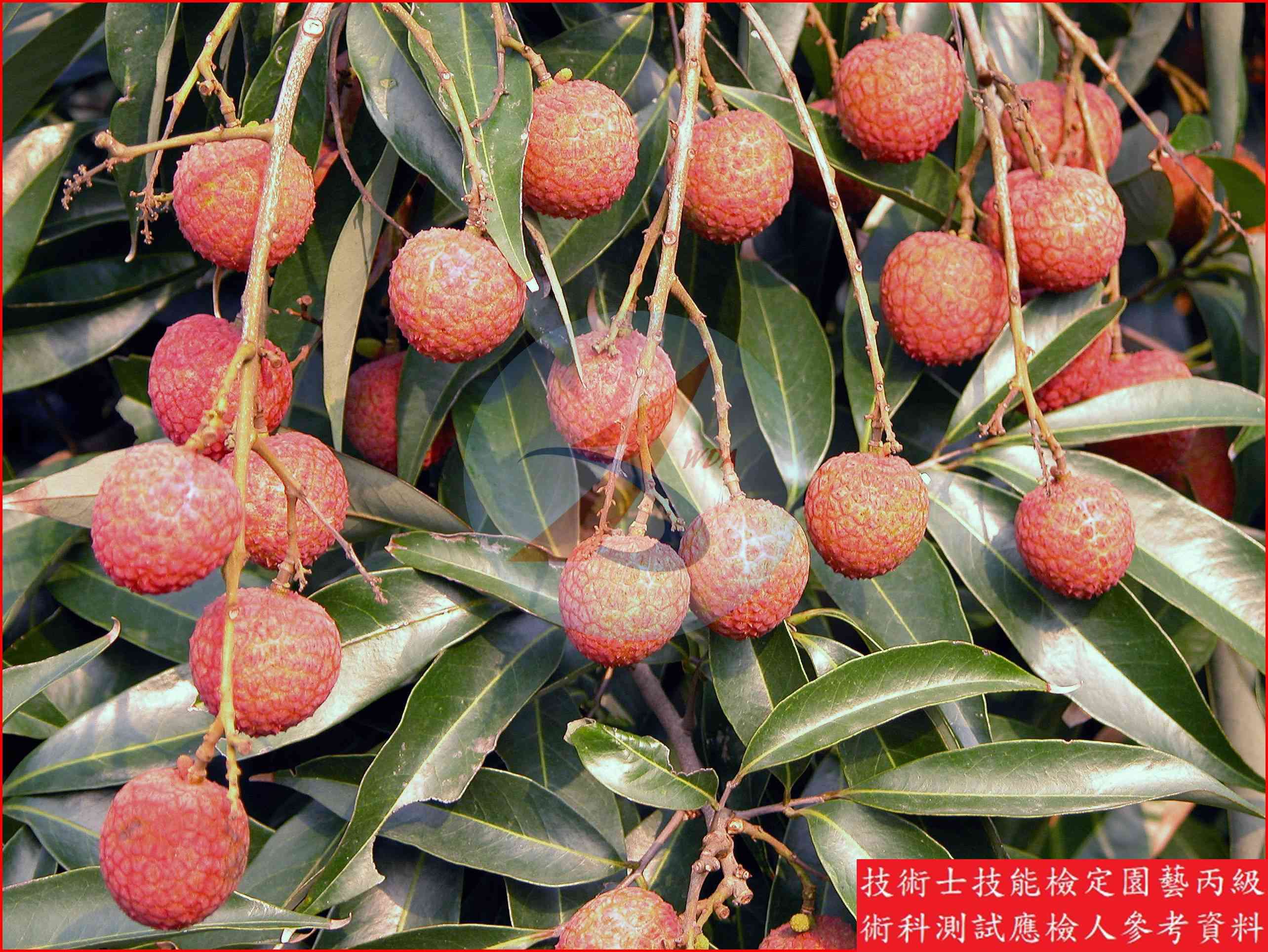 荔枝 園藝丙級識別圖片 9