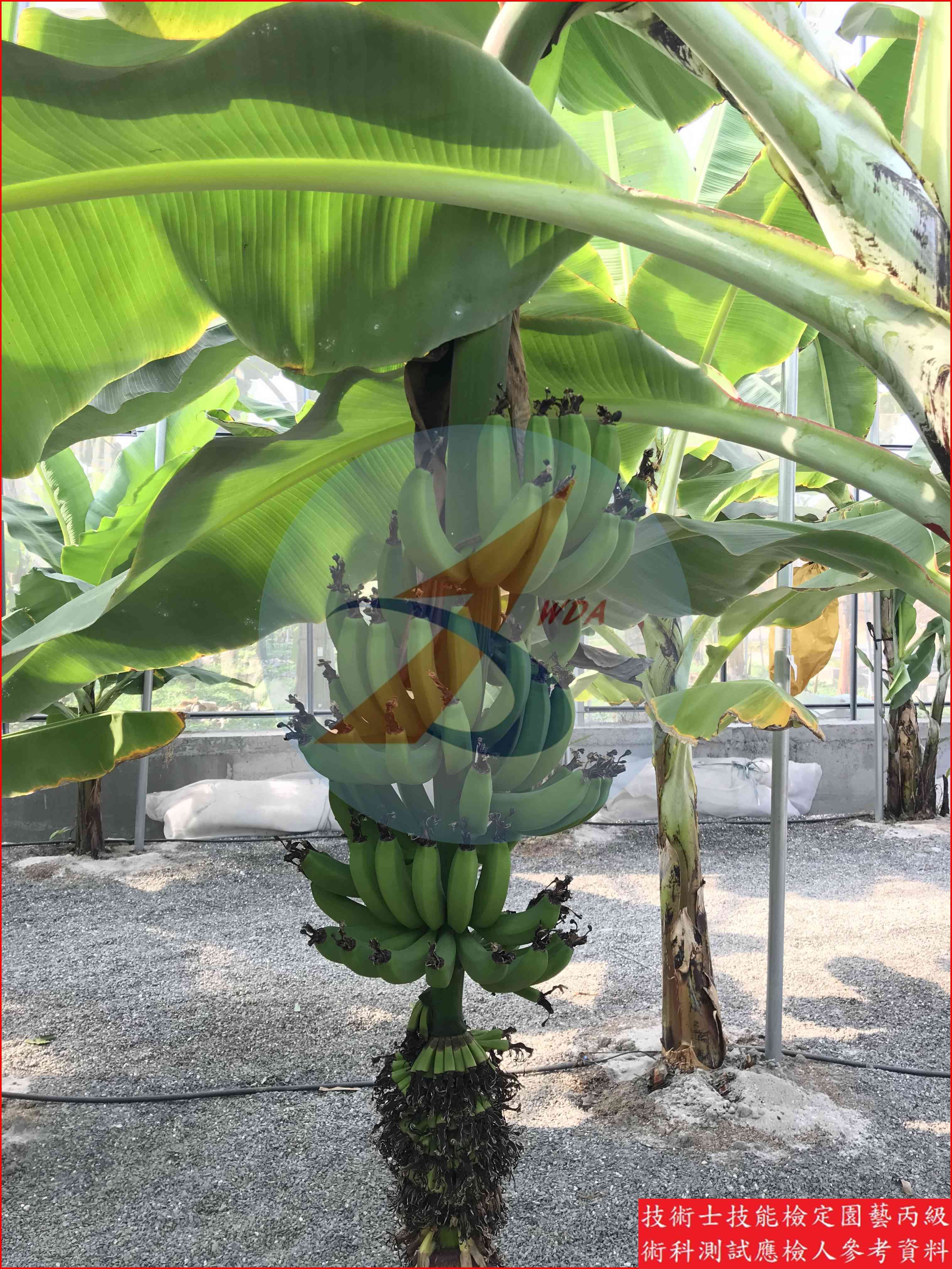 香蕉 園藝丙級識別圖片 10