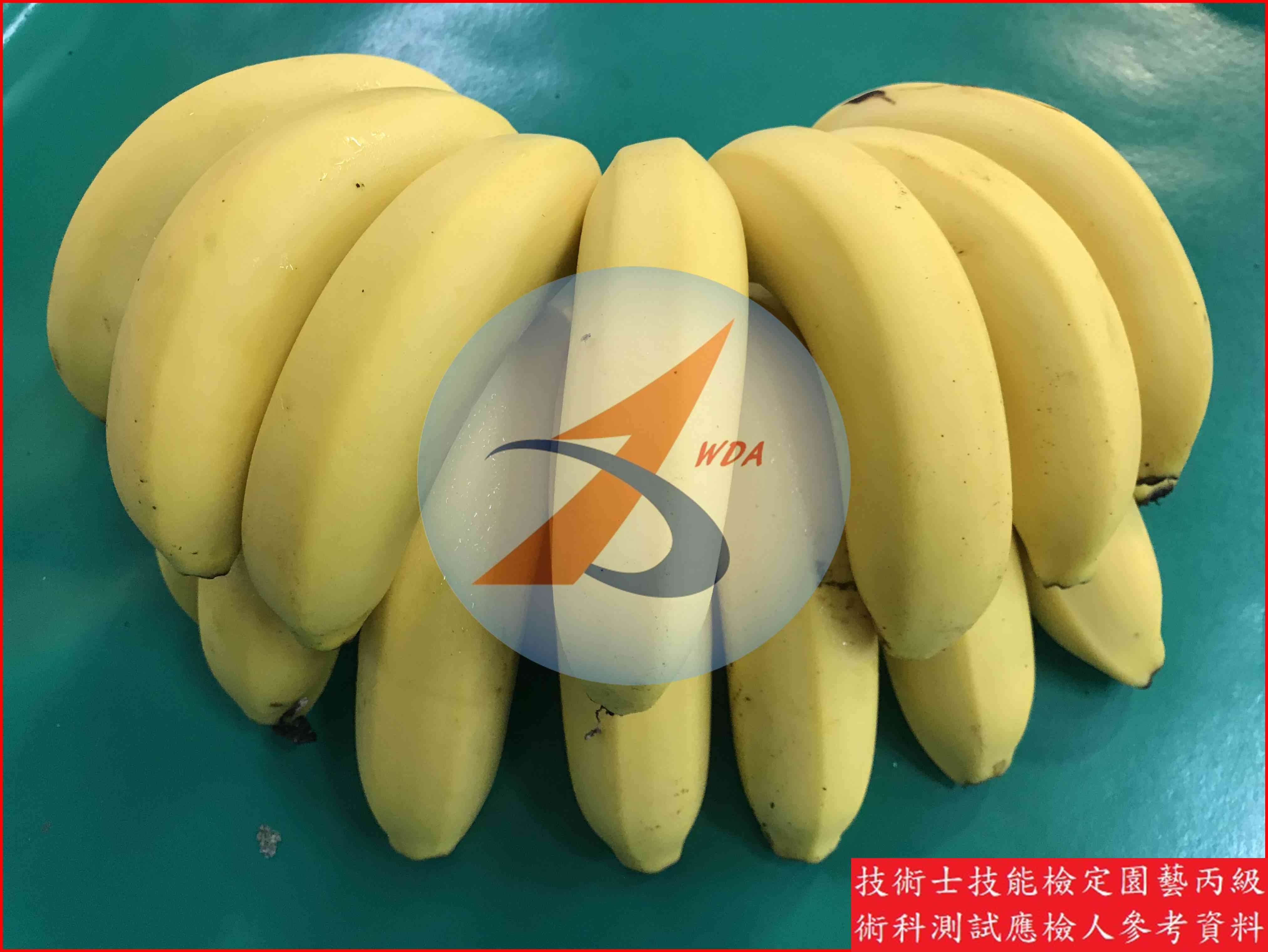 香蕉 園藝丙級識別圖片 11