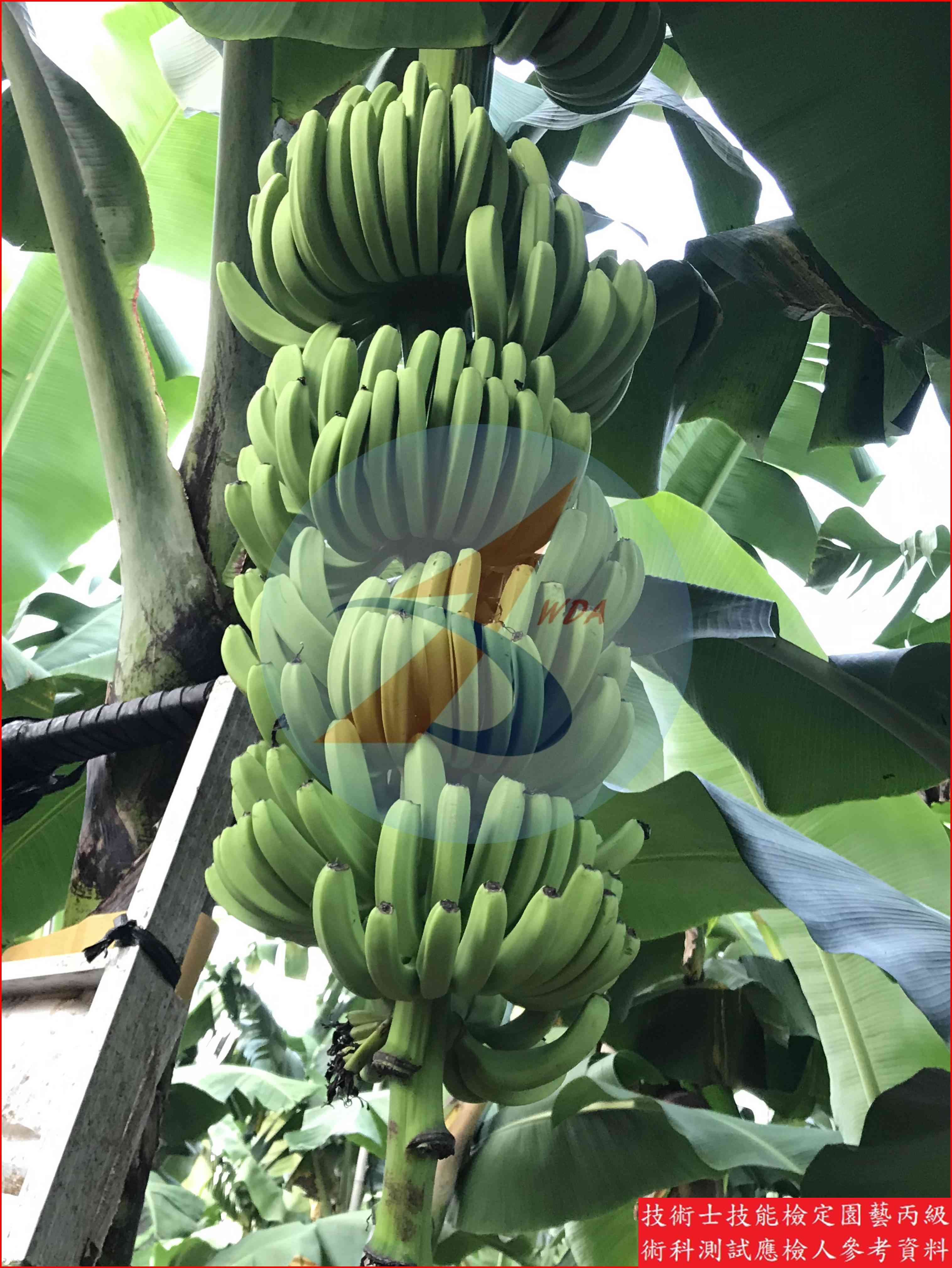 香蕉 園藝丙級識別圖片 13