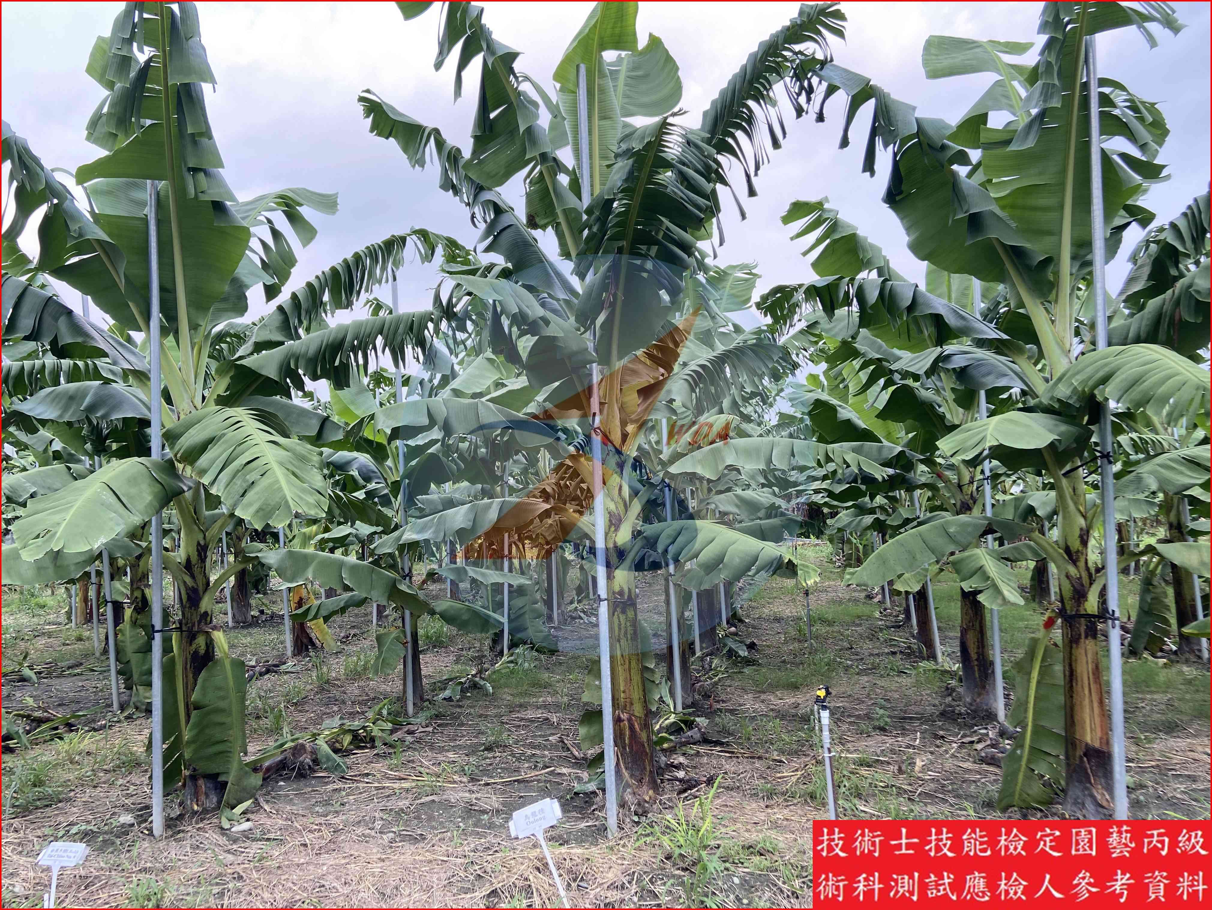 香蕉 園藝丙級識別圖片 16