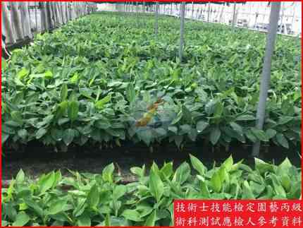 香蕉 園藝丙級識別圖片 17