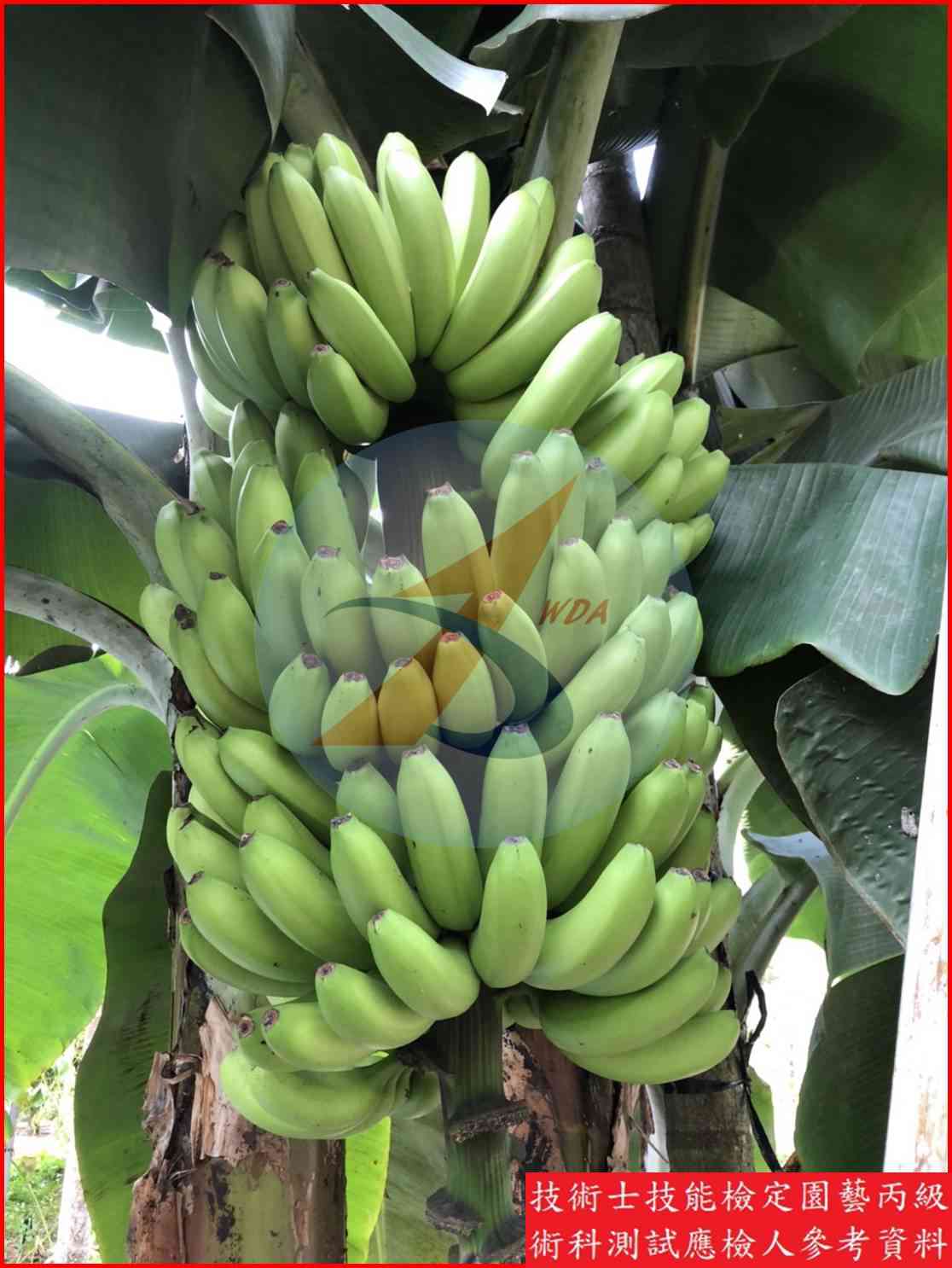 香蕉 園藝丙級識別圖片 6