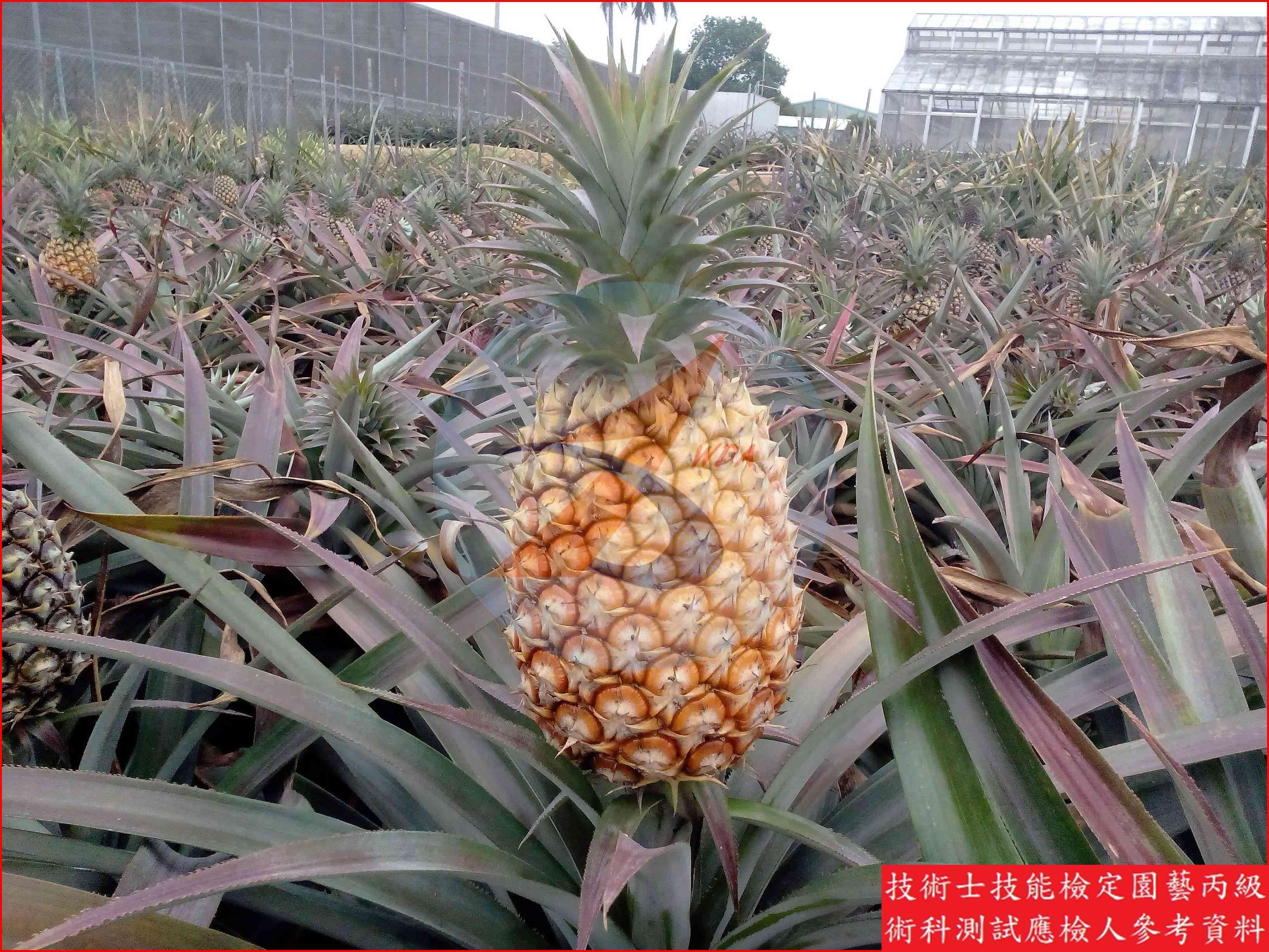 鳳梨 園藝丙級辨識圖片