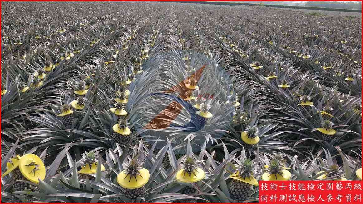 鳳梨 園藝丙級識別圖片 10