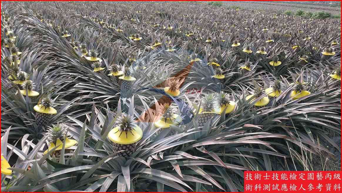 鳳梨 園藝丙級識別圖片 11