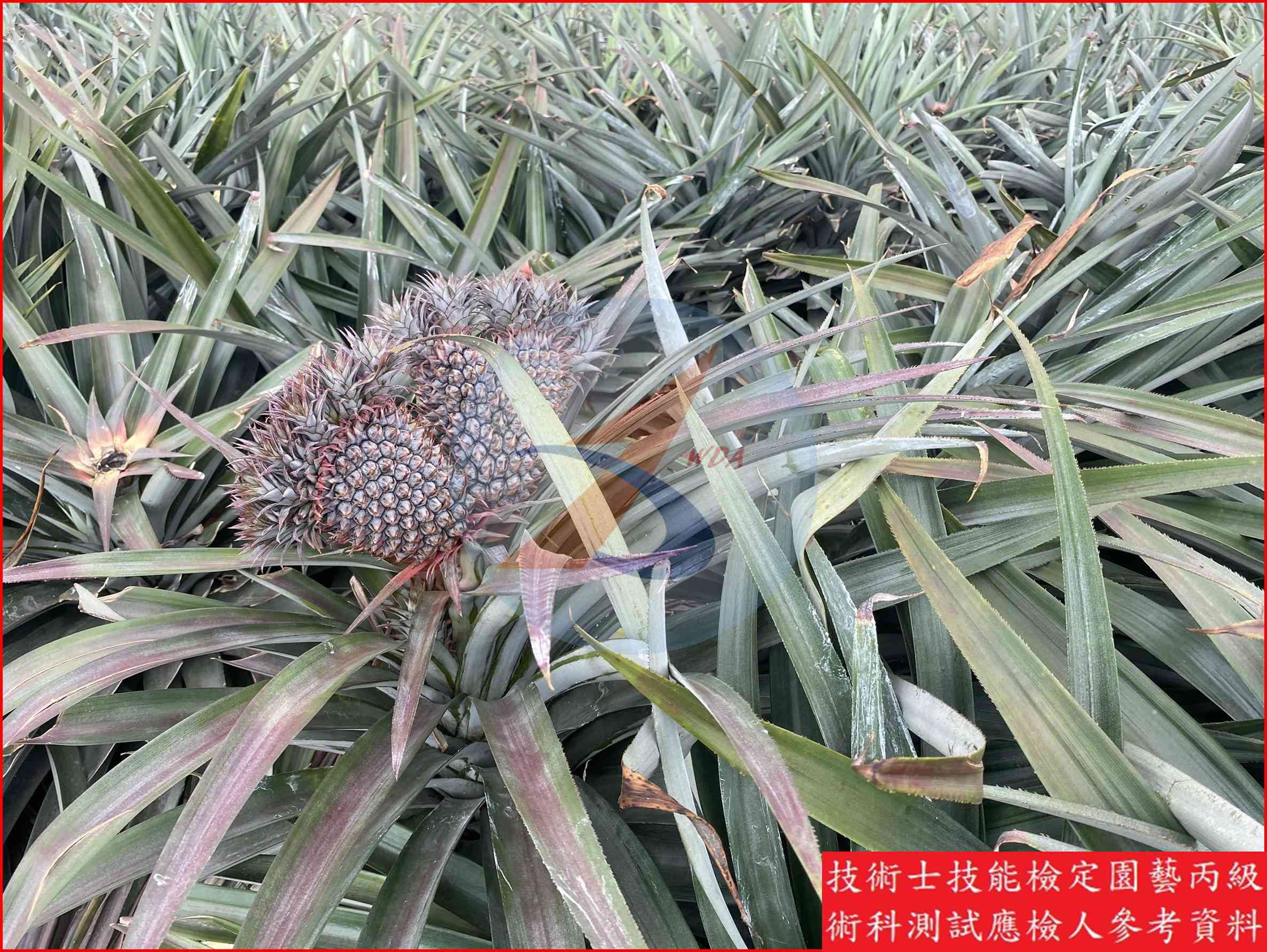 鳳梨 園藝丙級識別圖片 13
