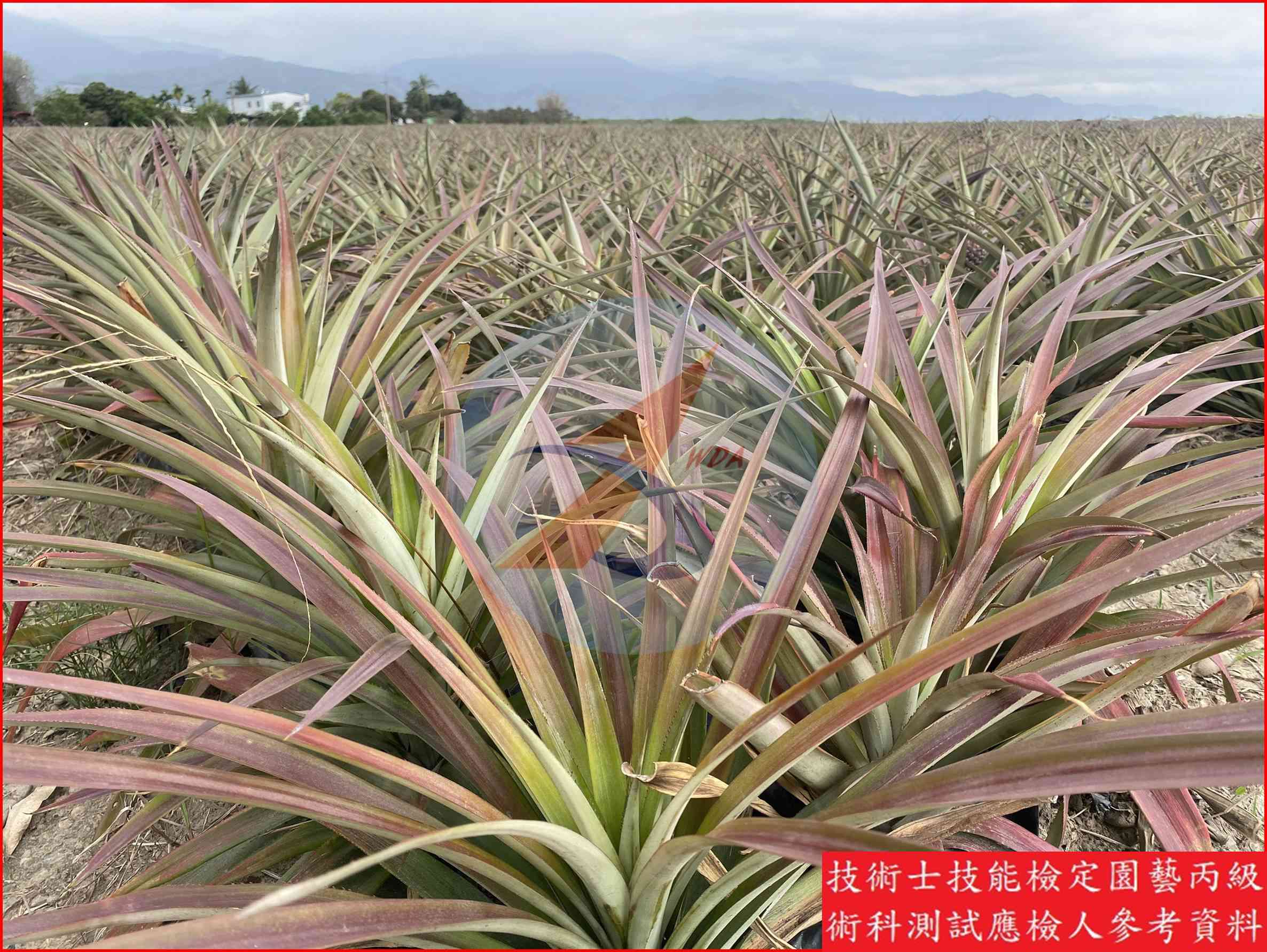 鳳梨 園藝丙級識別圖片 14