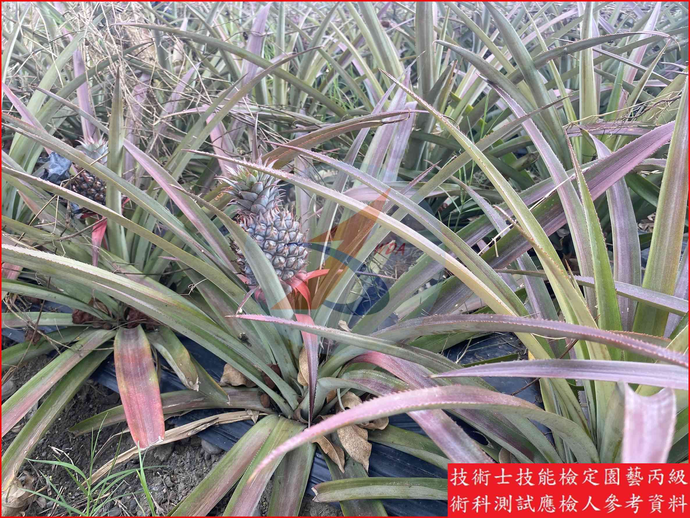鳳梨 園藝丙級識別圖片 2