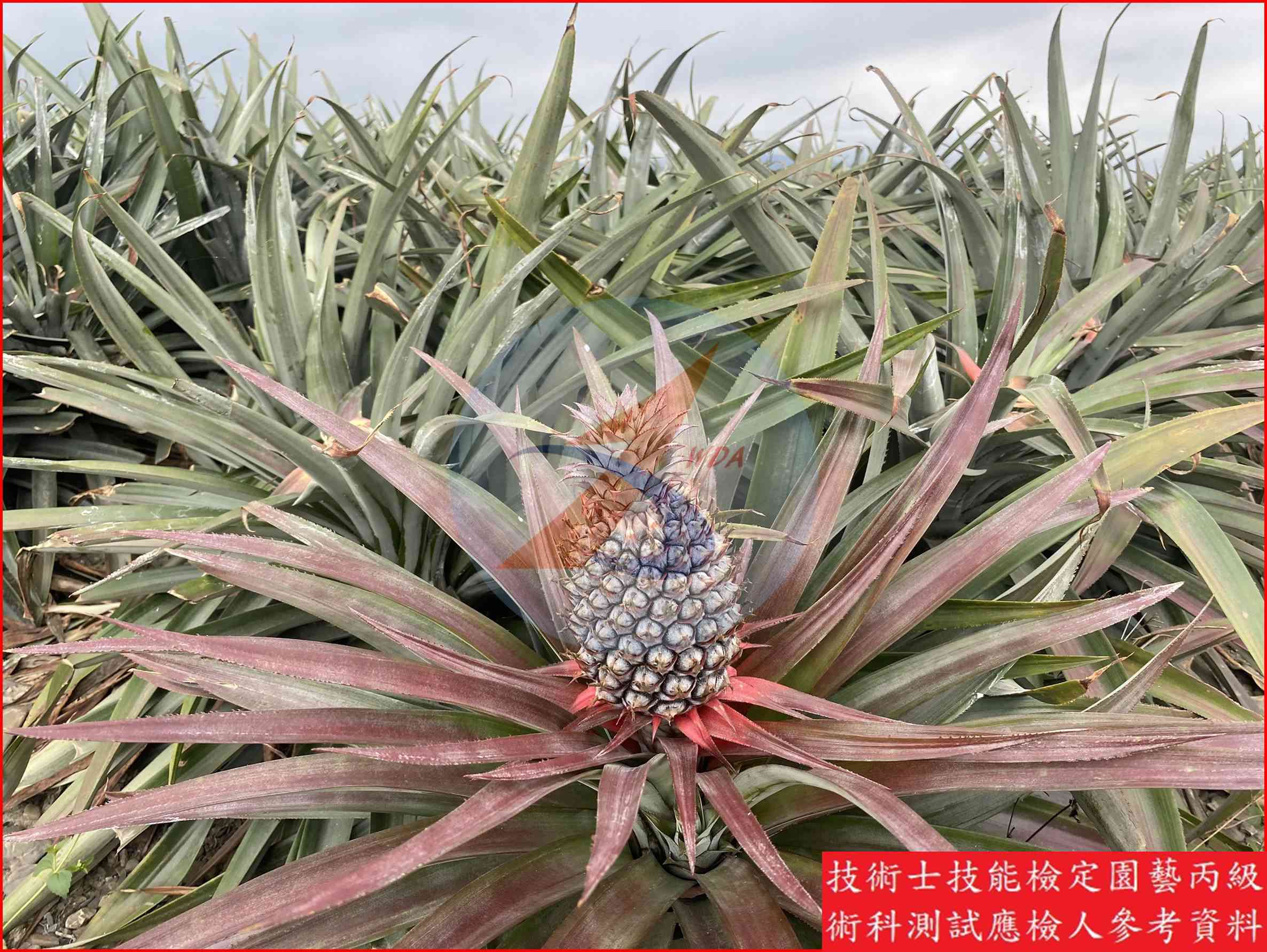 鳳梨 園藝丙級識別圖片 3