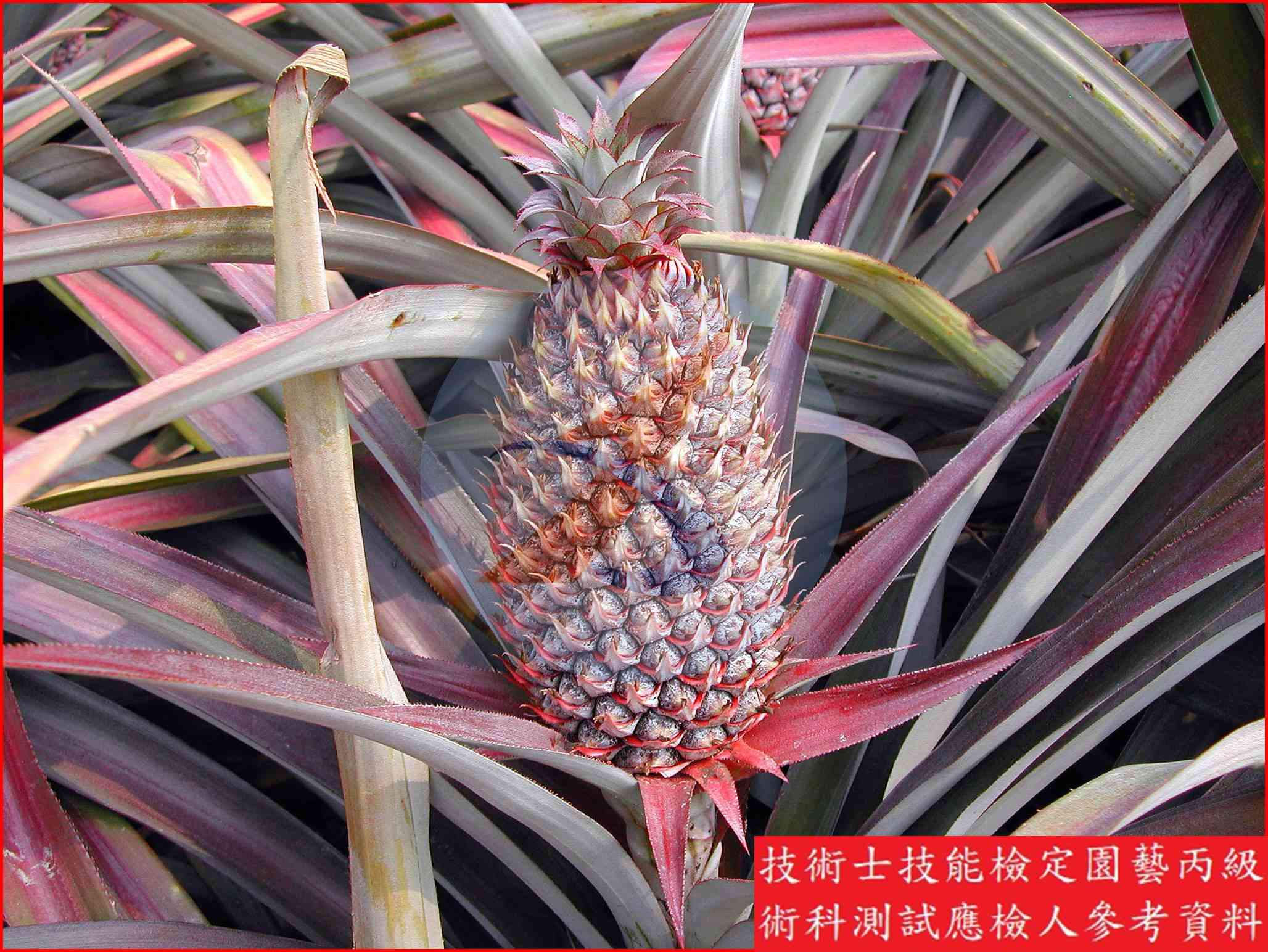 鳳梨 園藝丙級識別圖片 4