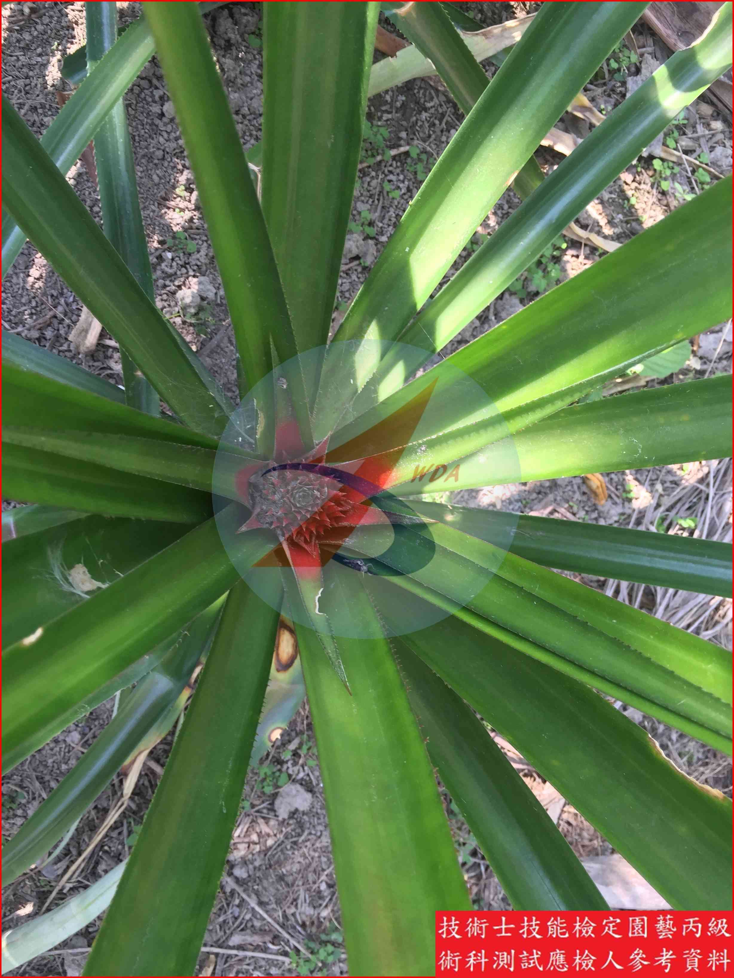 鳳梨 園藝丙級識別圖片 7