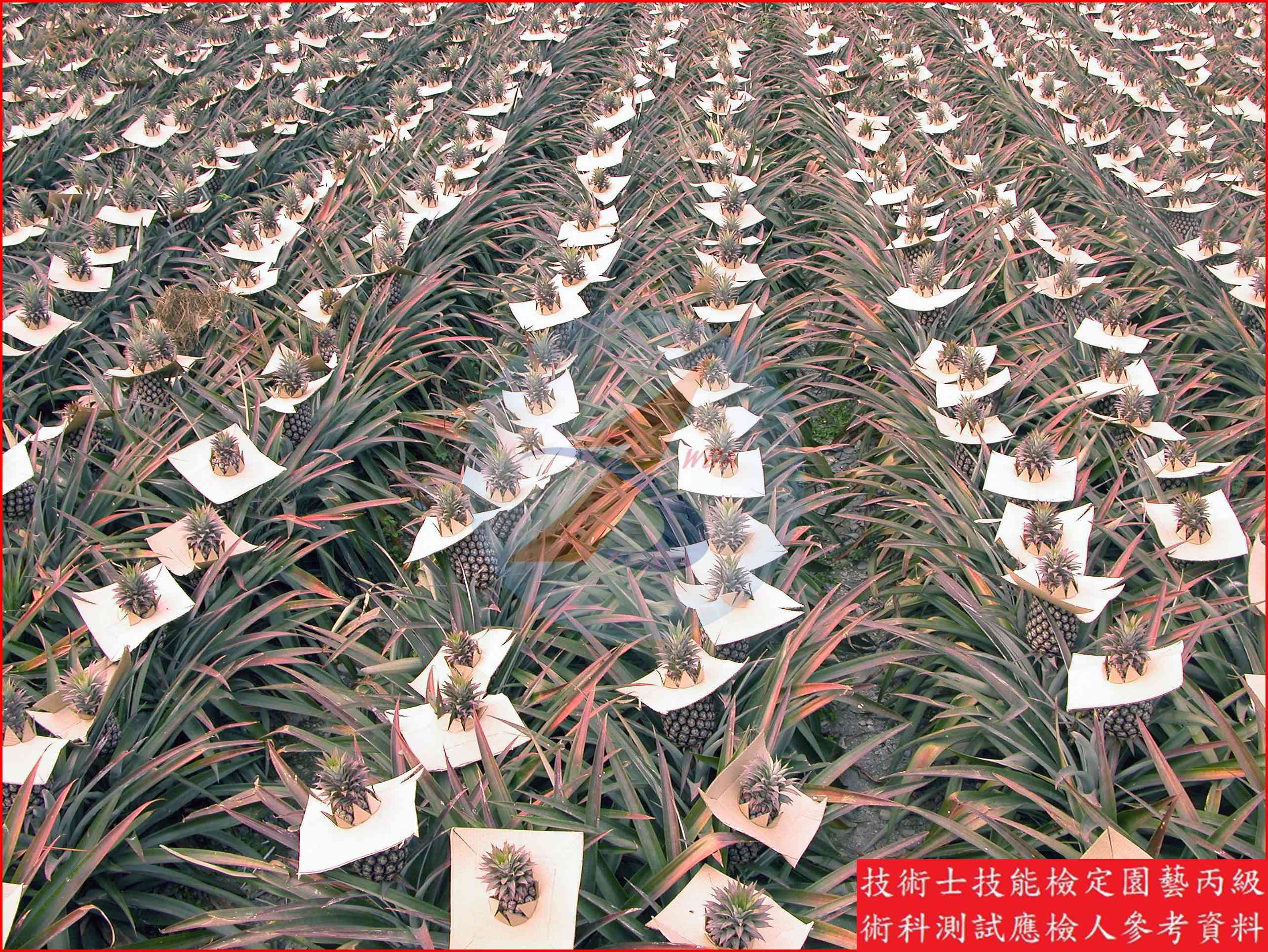 鳳梨 園藝丙級識別圖片 8