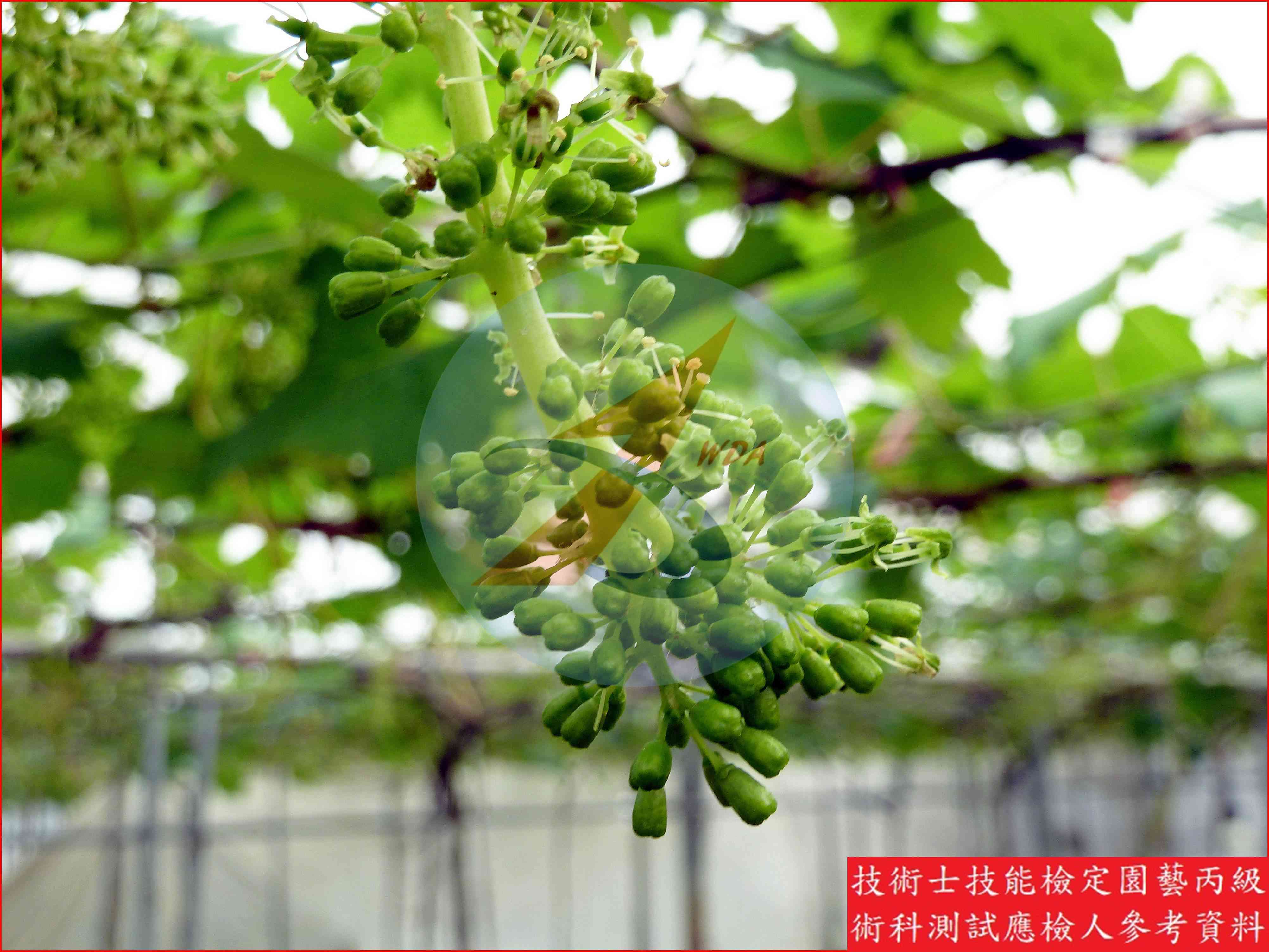 葡萄 園藝丙級識別圖片 2