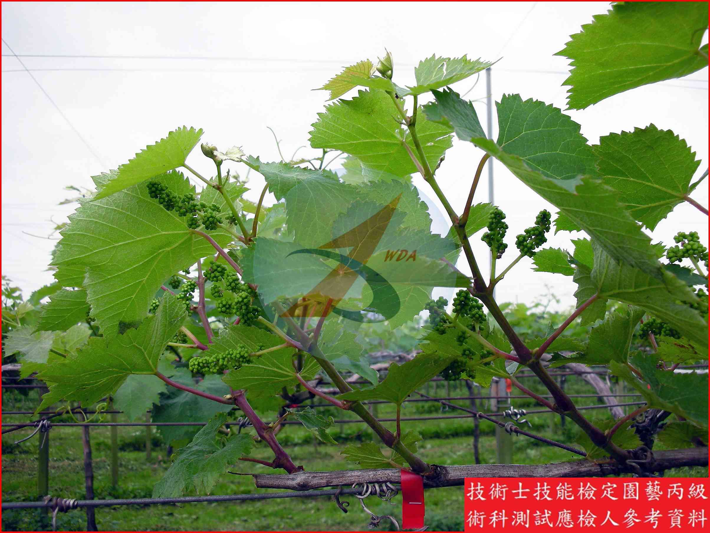 葡萄 園藝丙級識別圖片 3