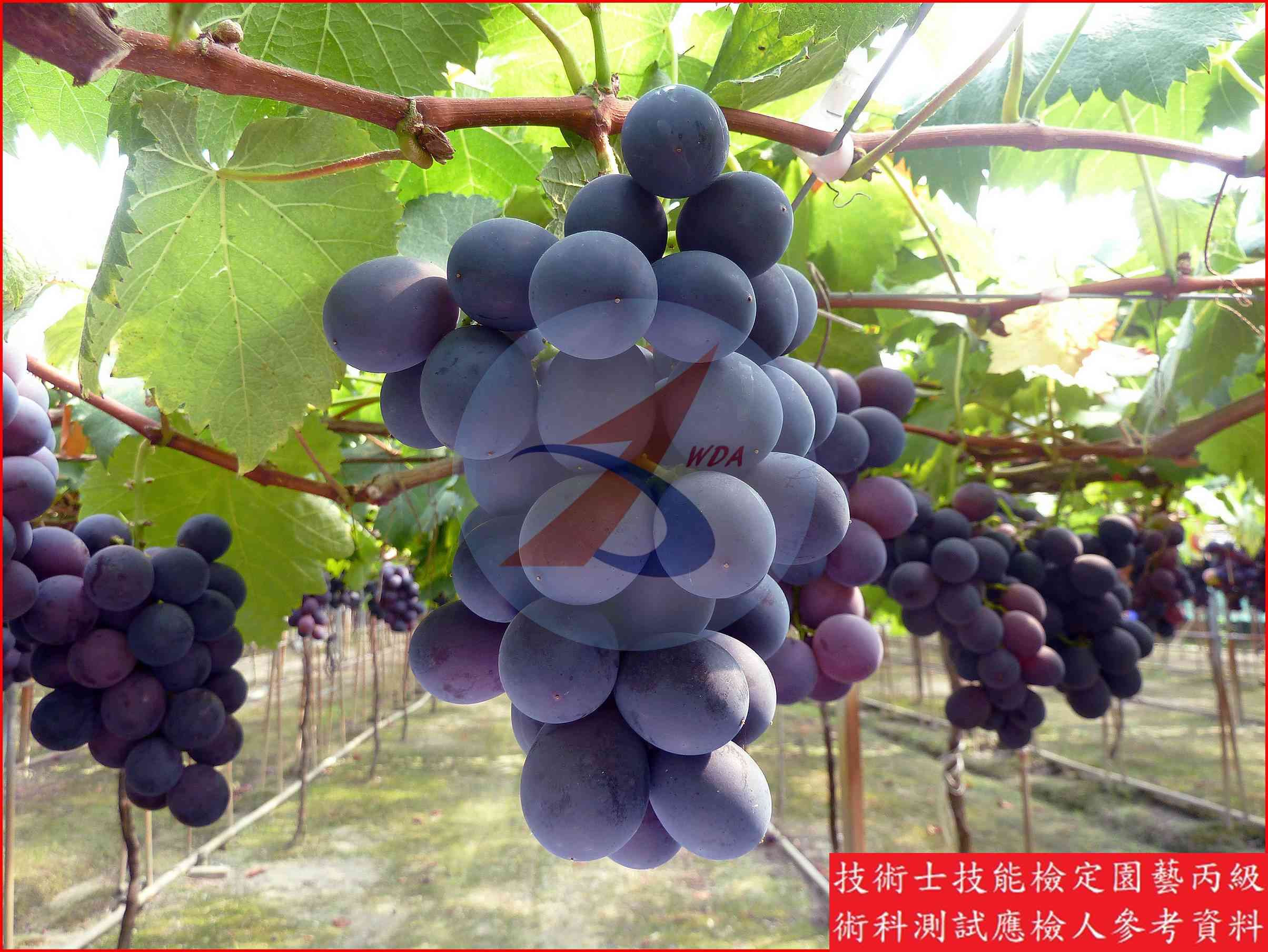 葡萄 園藝丙級識別圖片 4