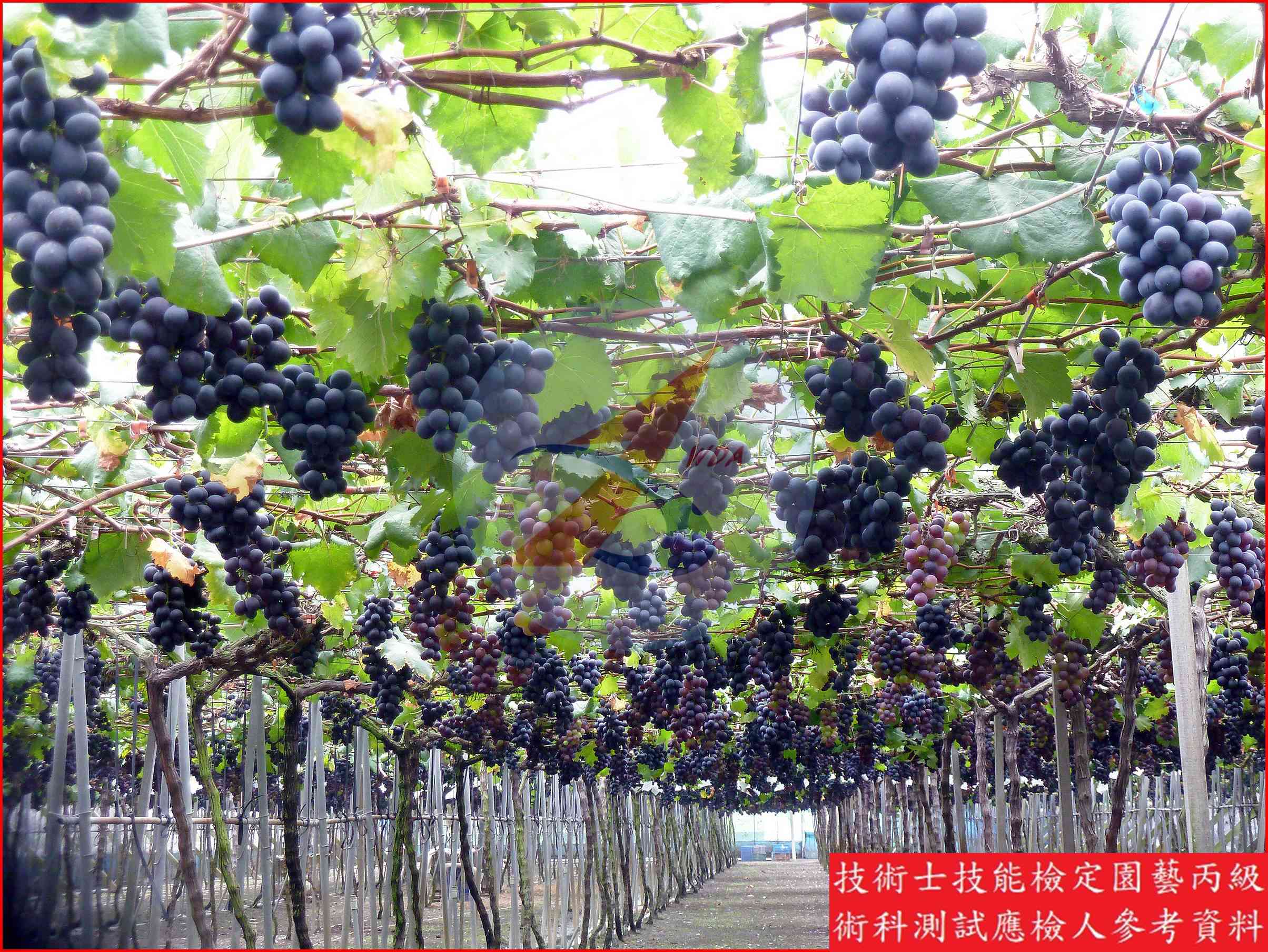 葡萄 園藝丙級識別圖片 5
