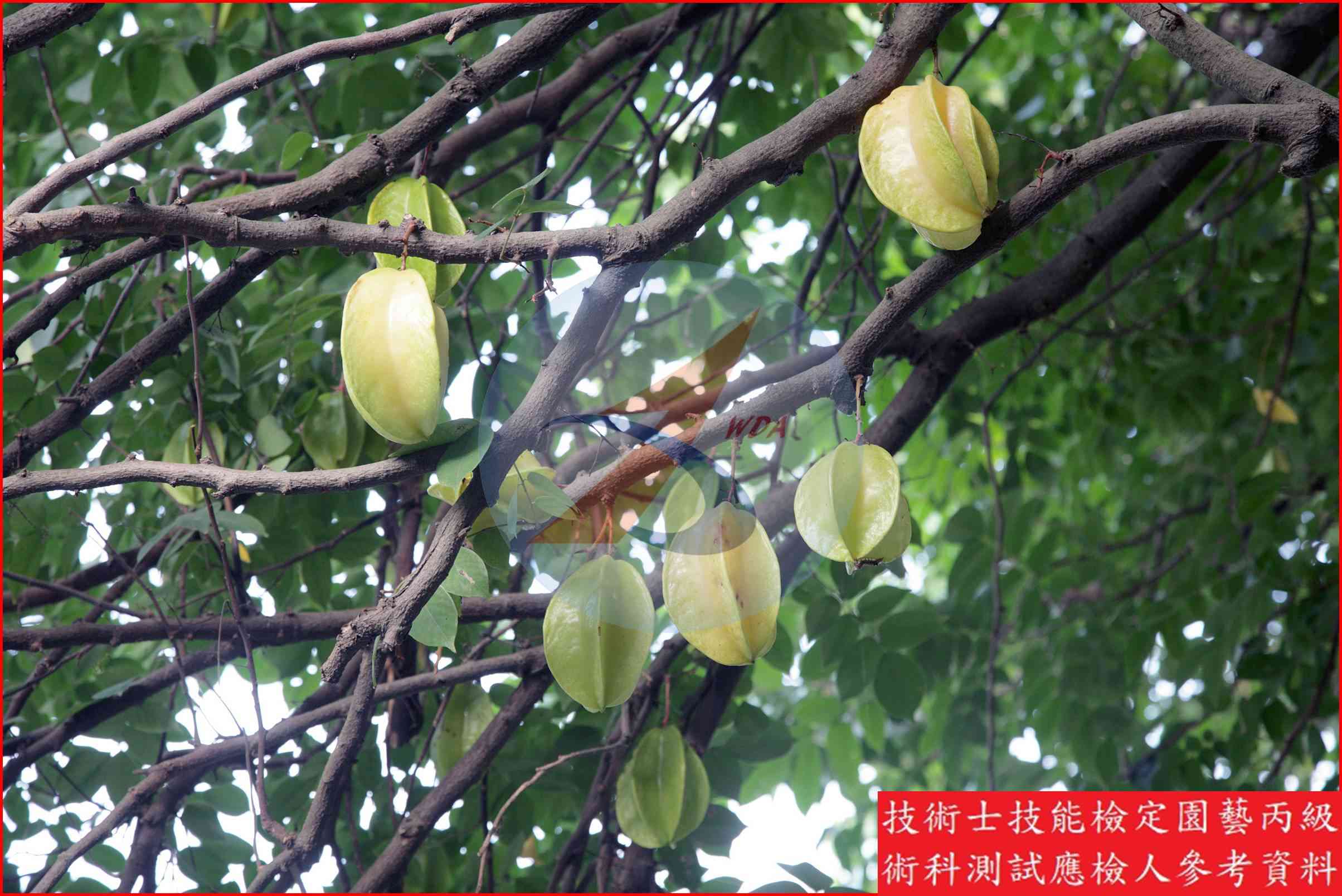 楊桃 園藝丙級辨識圖片