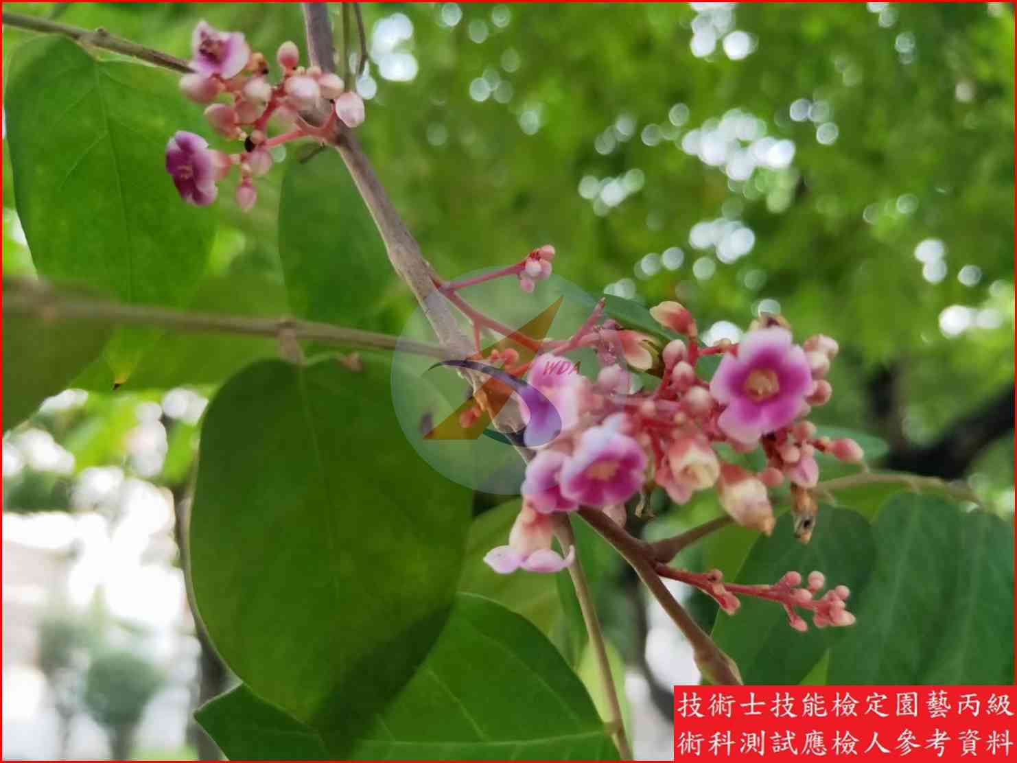 楊桃 園藝丙級識別圖片 10