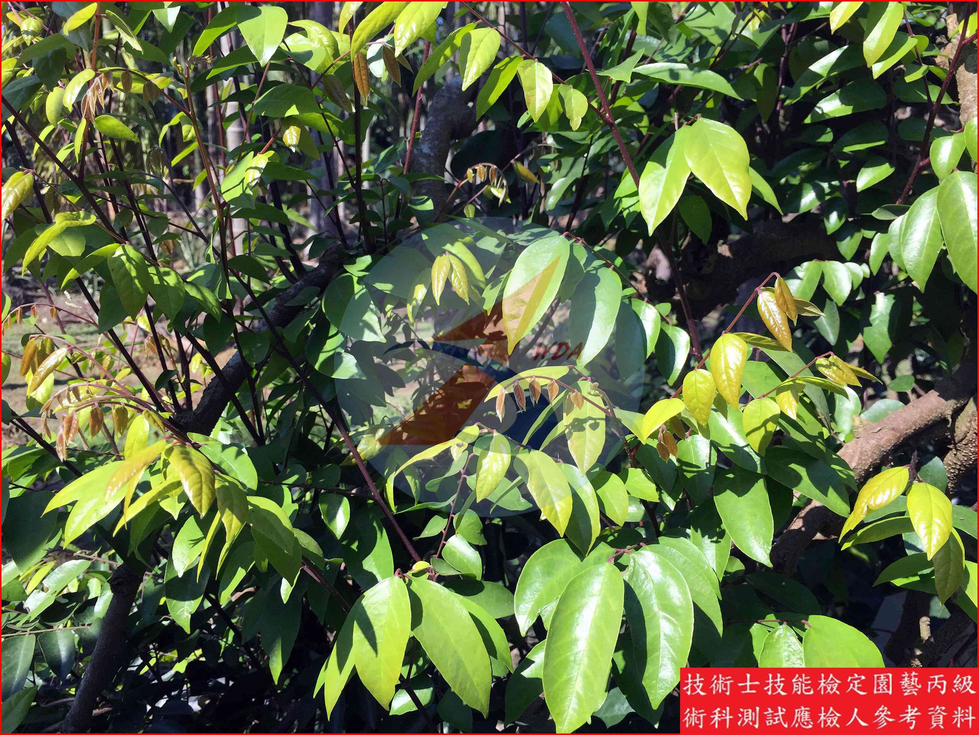 楊桃 園藝丙級識別圖片 2