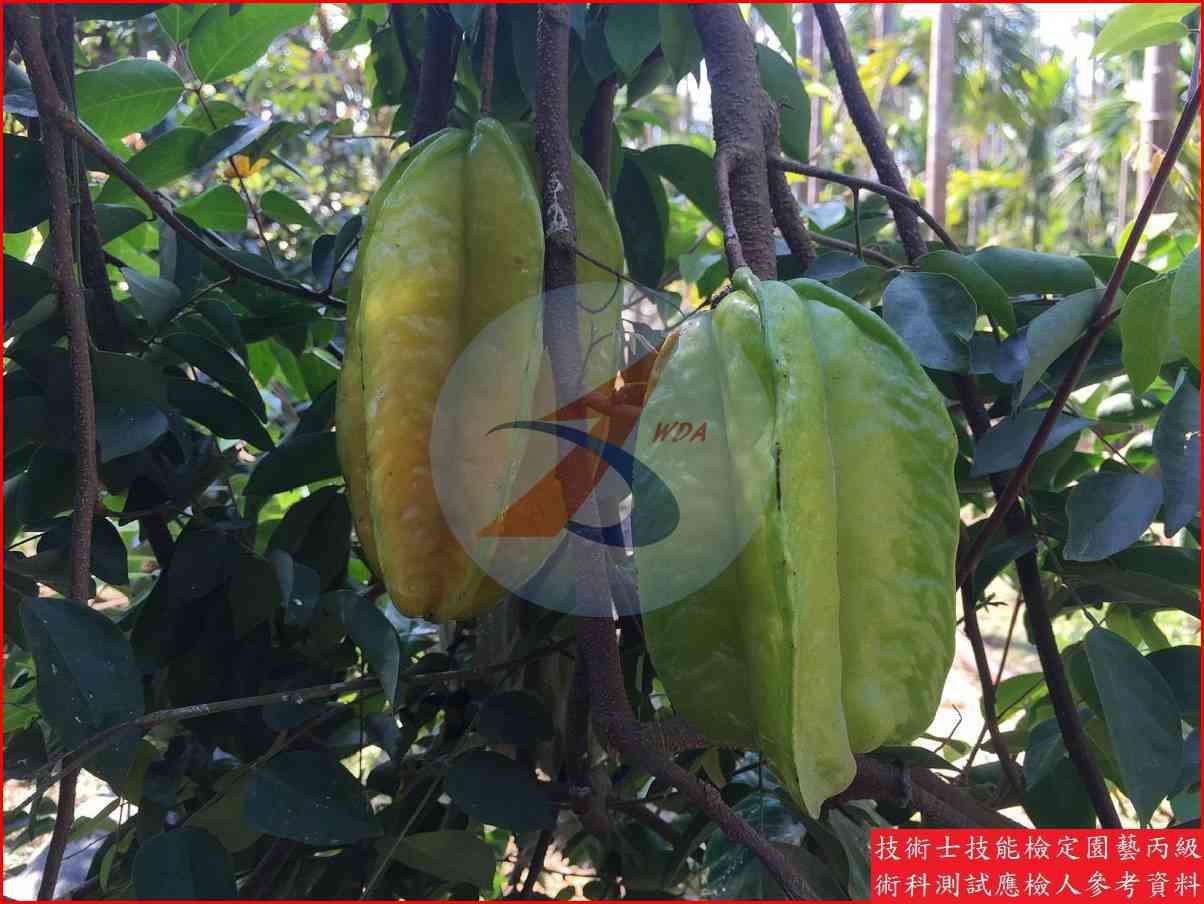 楊桃 園藝丙級識別圖片 3