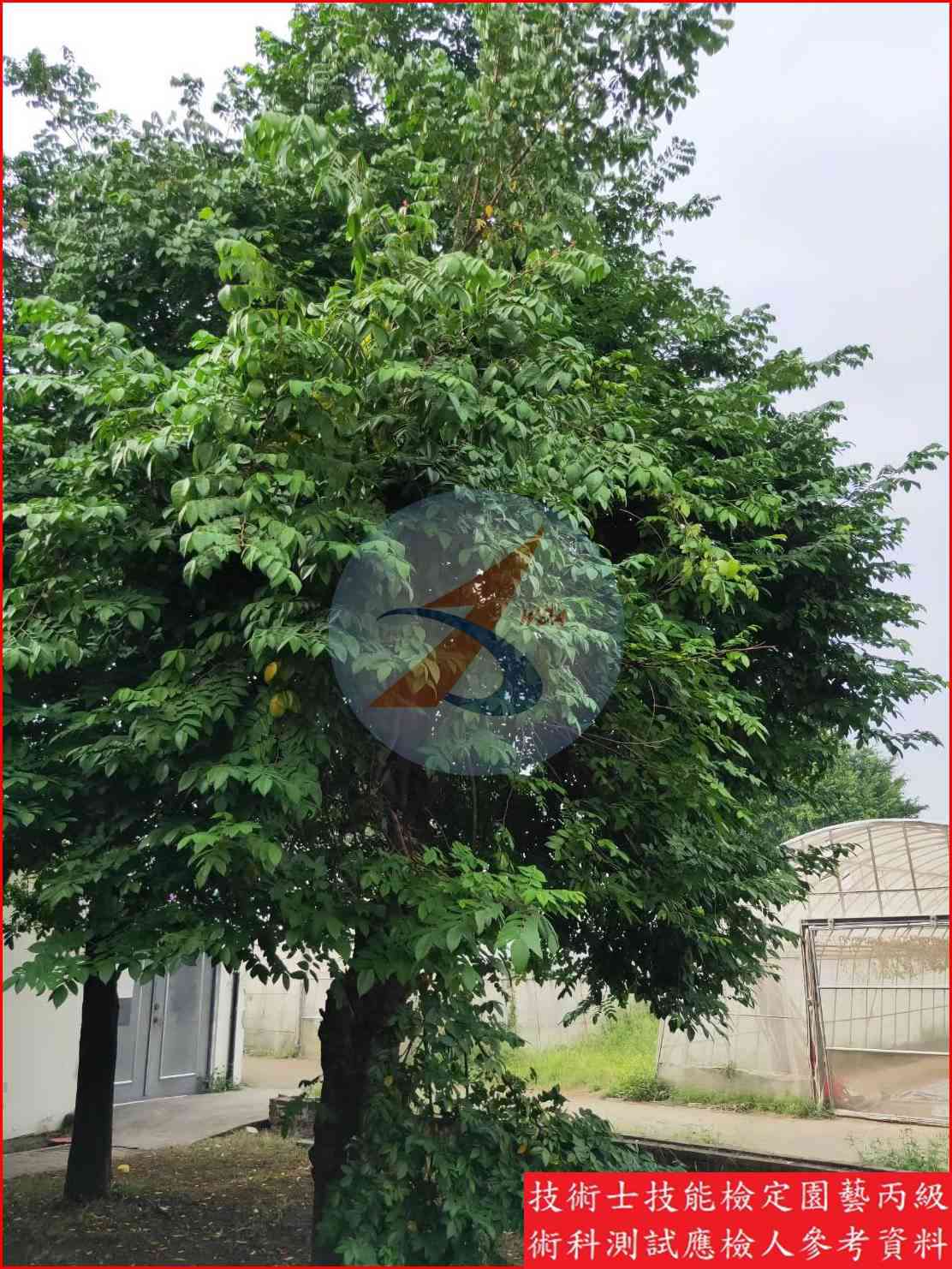 楊桃 園藝丙級識別圖片 7