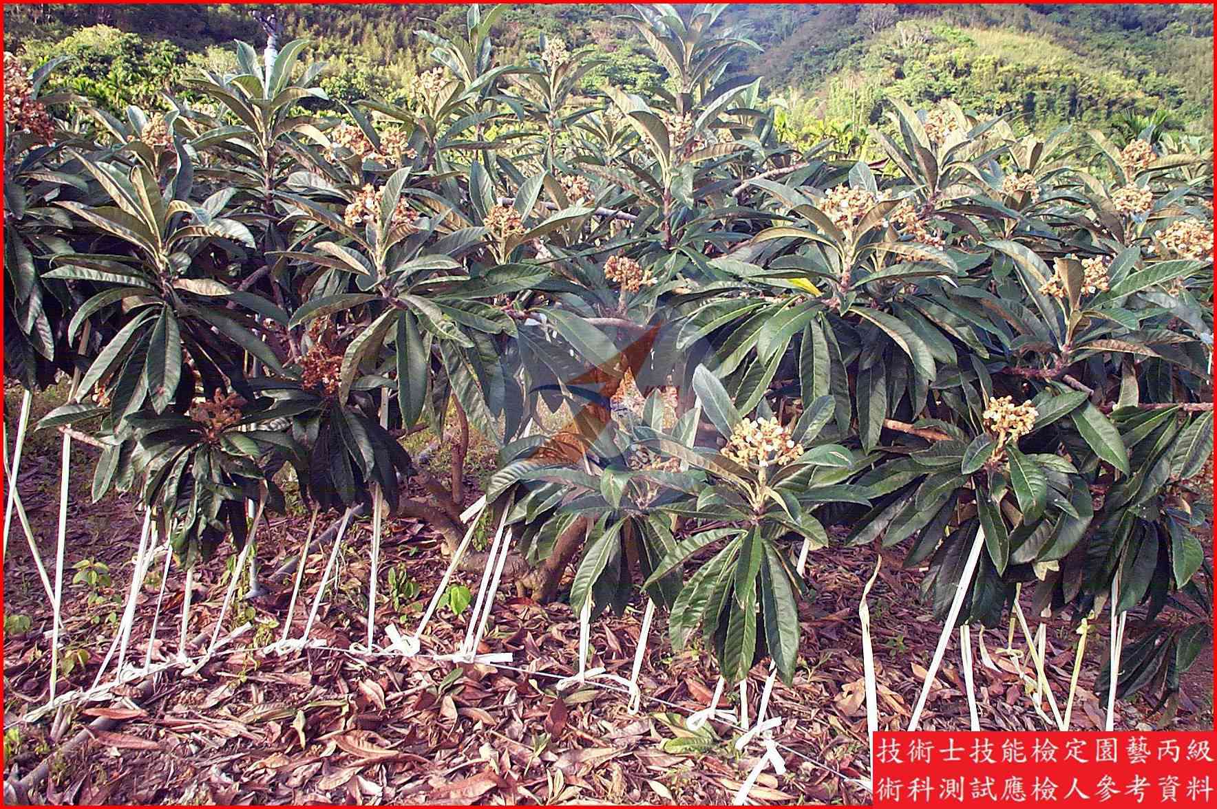 枇杷 園藝丙級辨識圖片