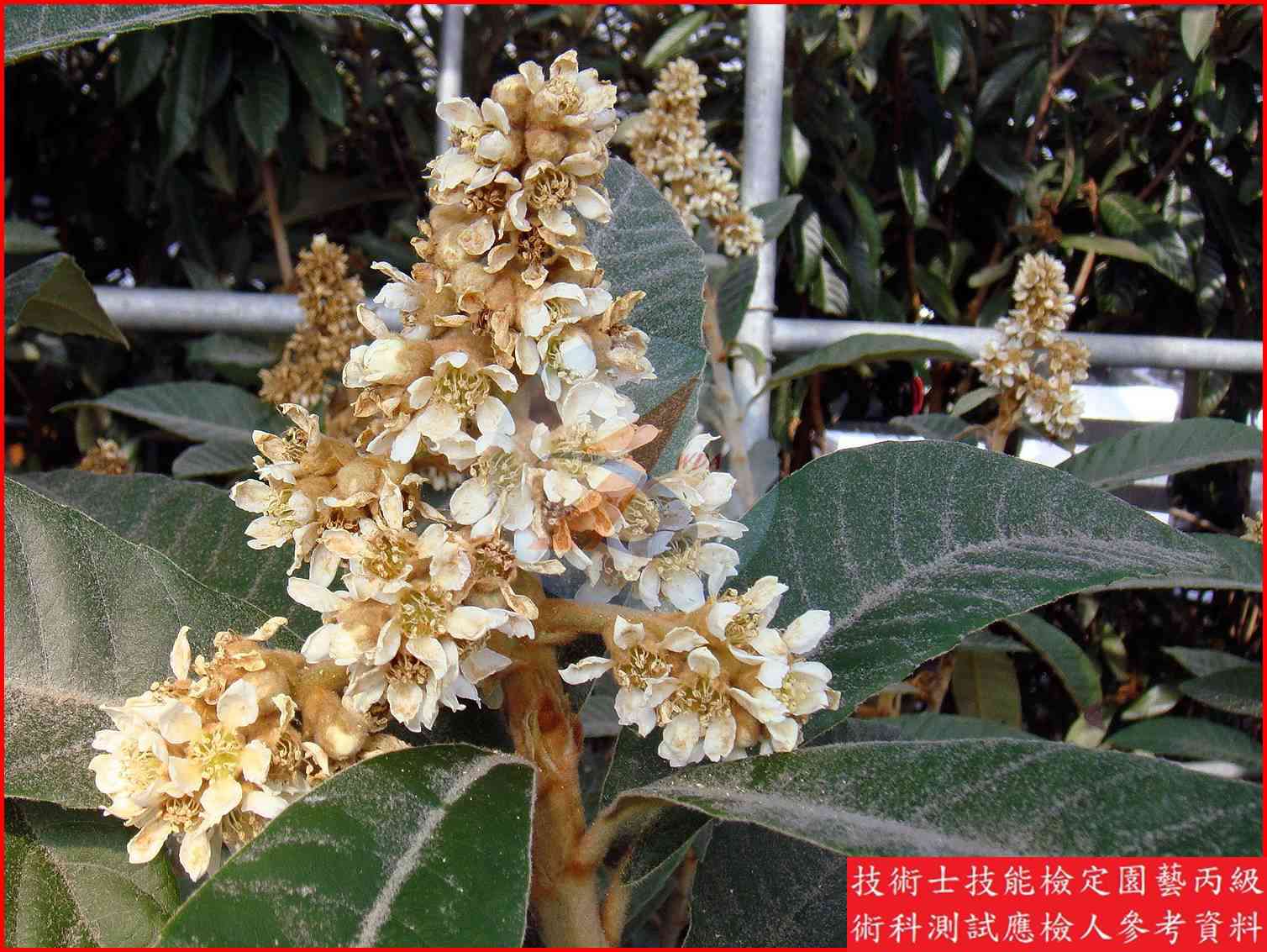 枇杷 園藝丙級識別圖片 2