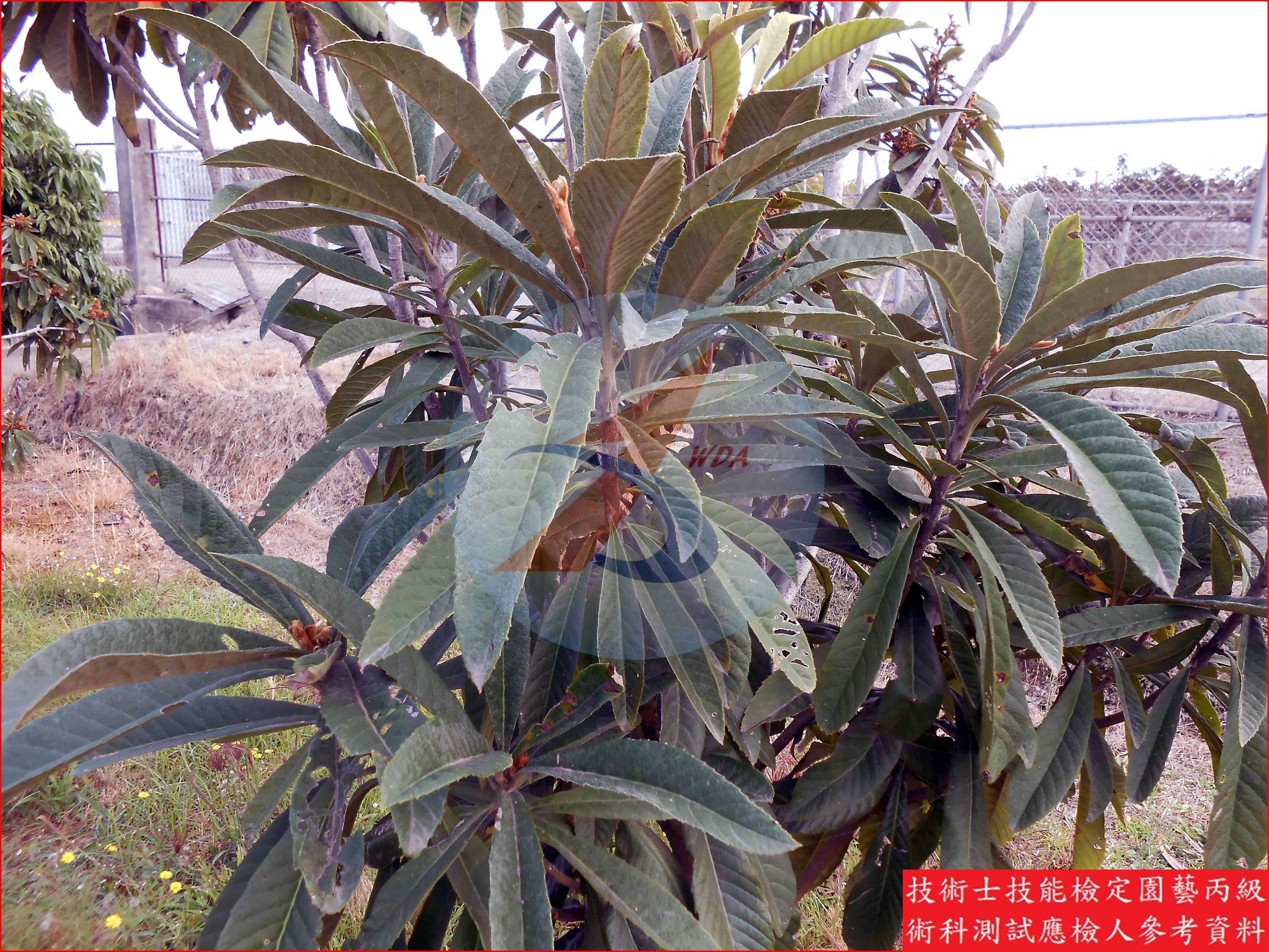 枇杷 園藝丙級識別圖片 3