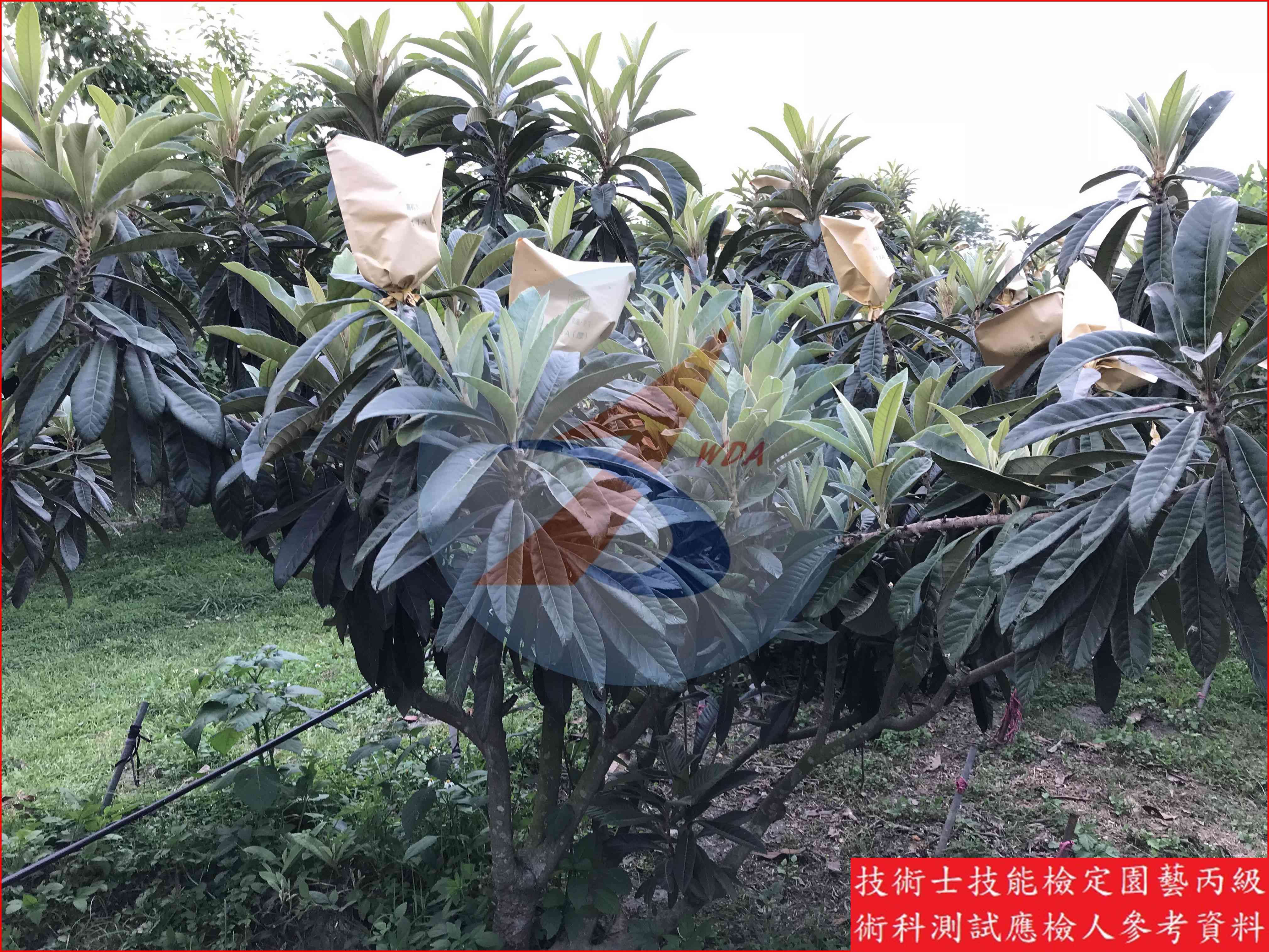 枇杷 園藝丙級識別圖片 4