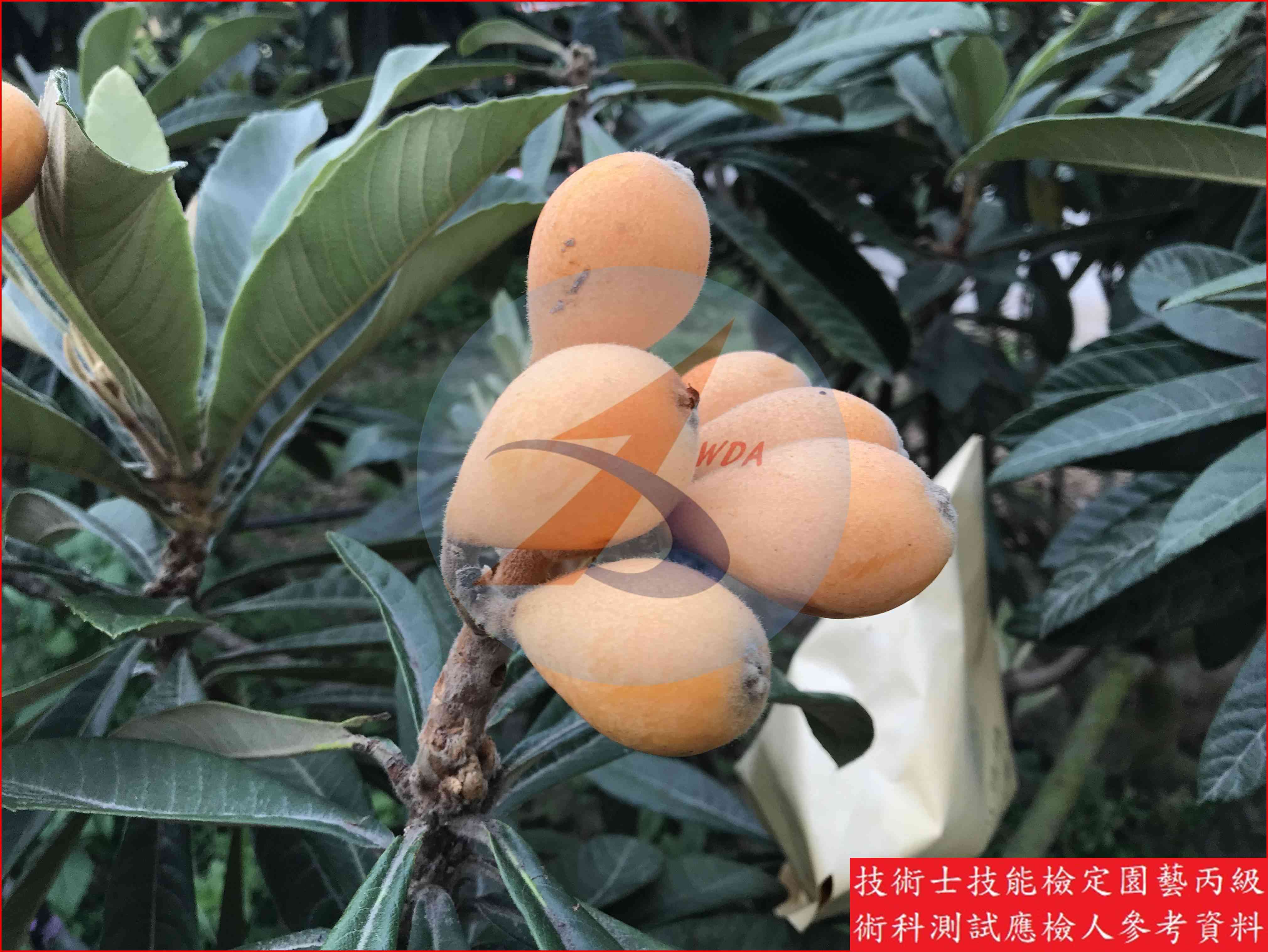 枇杷 園藝丙級識別圖片 5