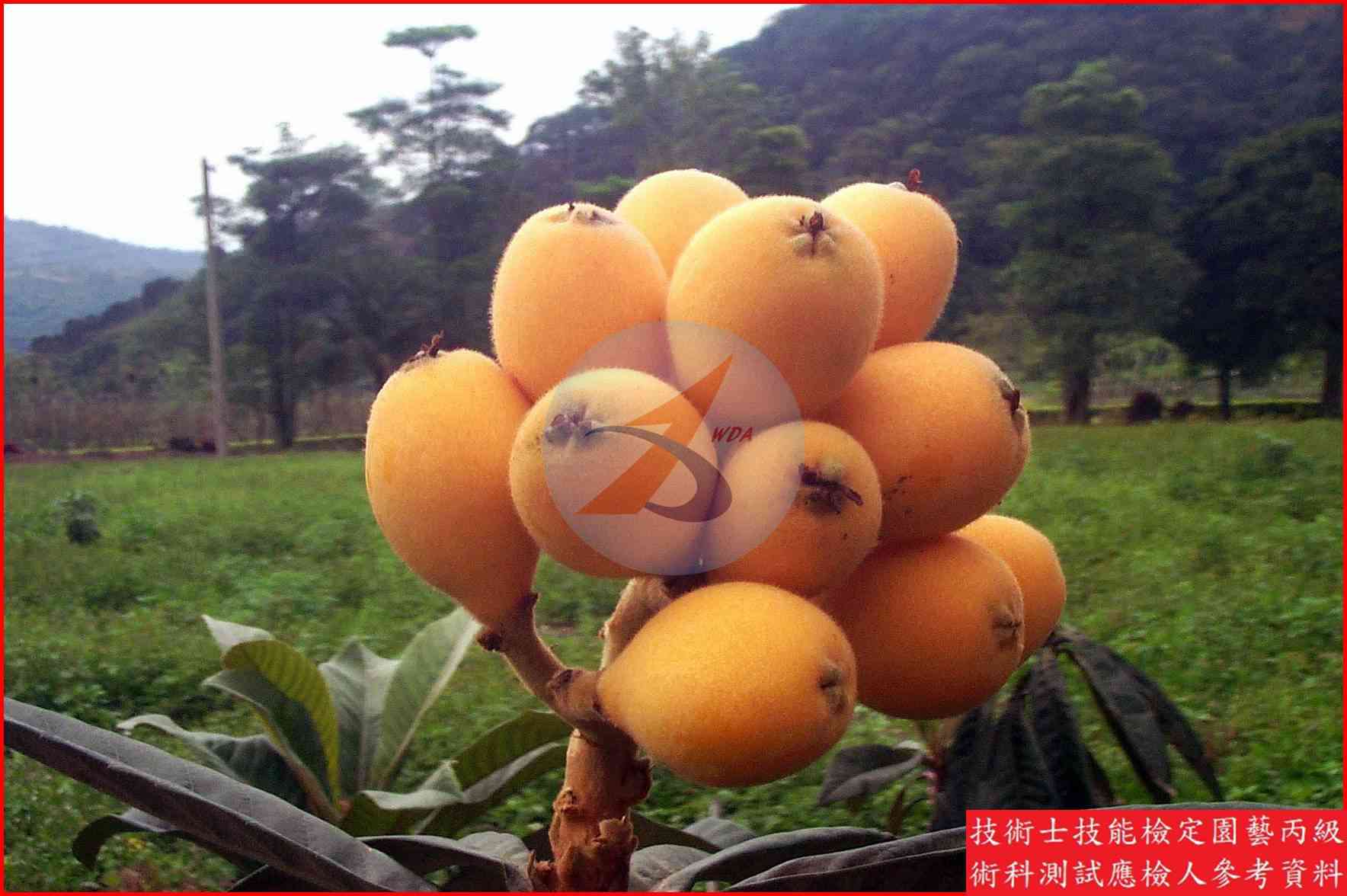 枇杷 園藝丙級識別圖片 6