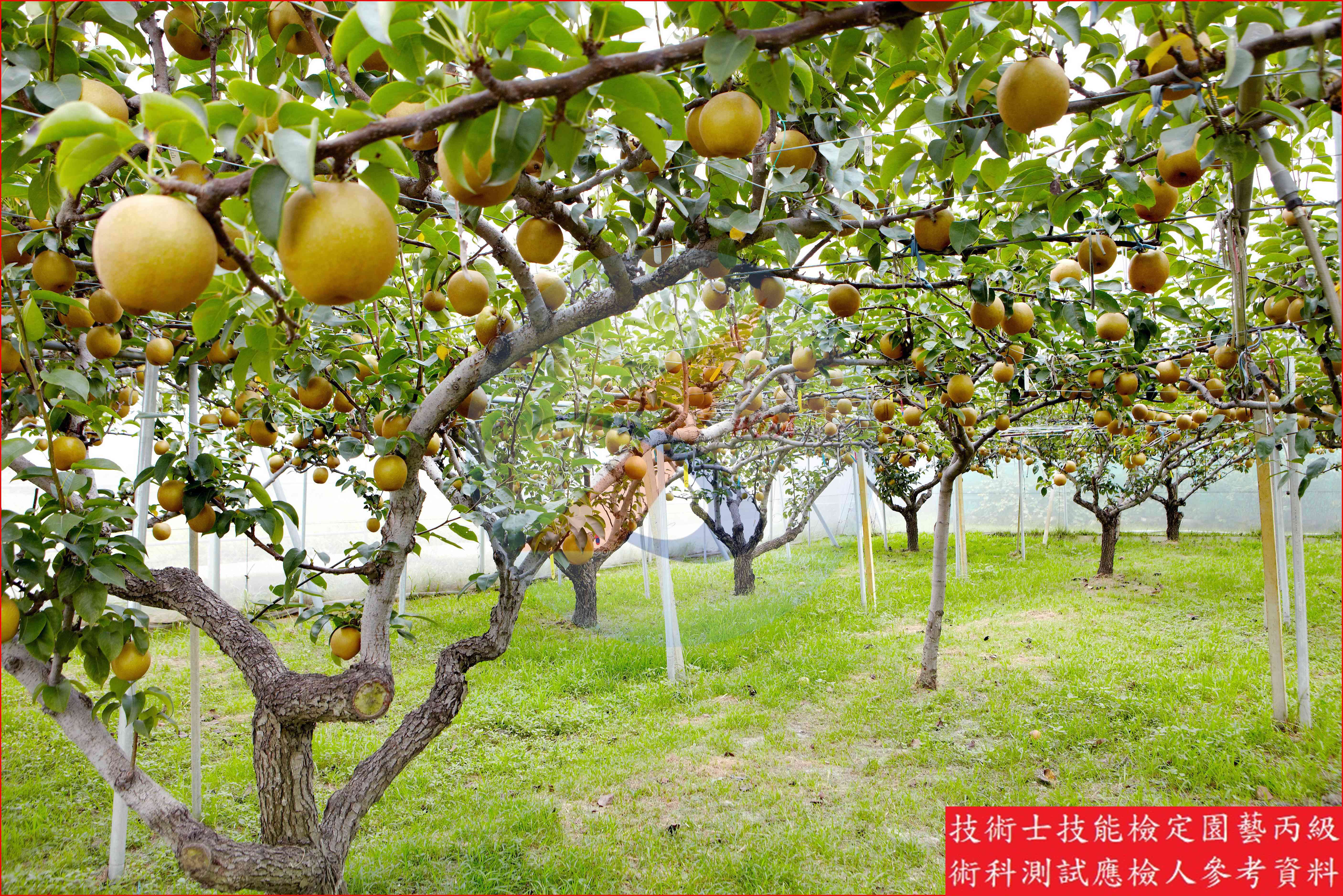 梨 / 蘋果 比較主圖