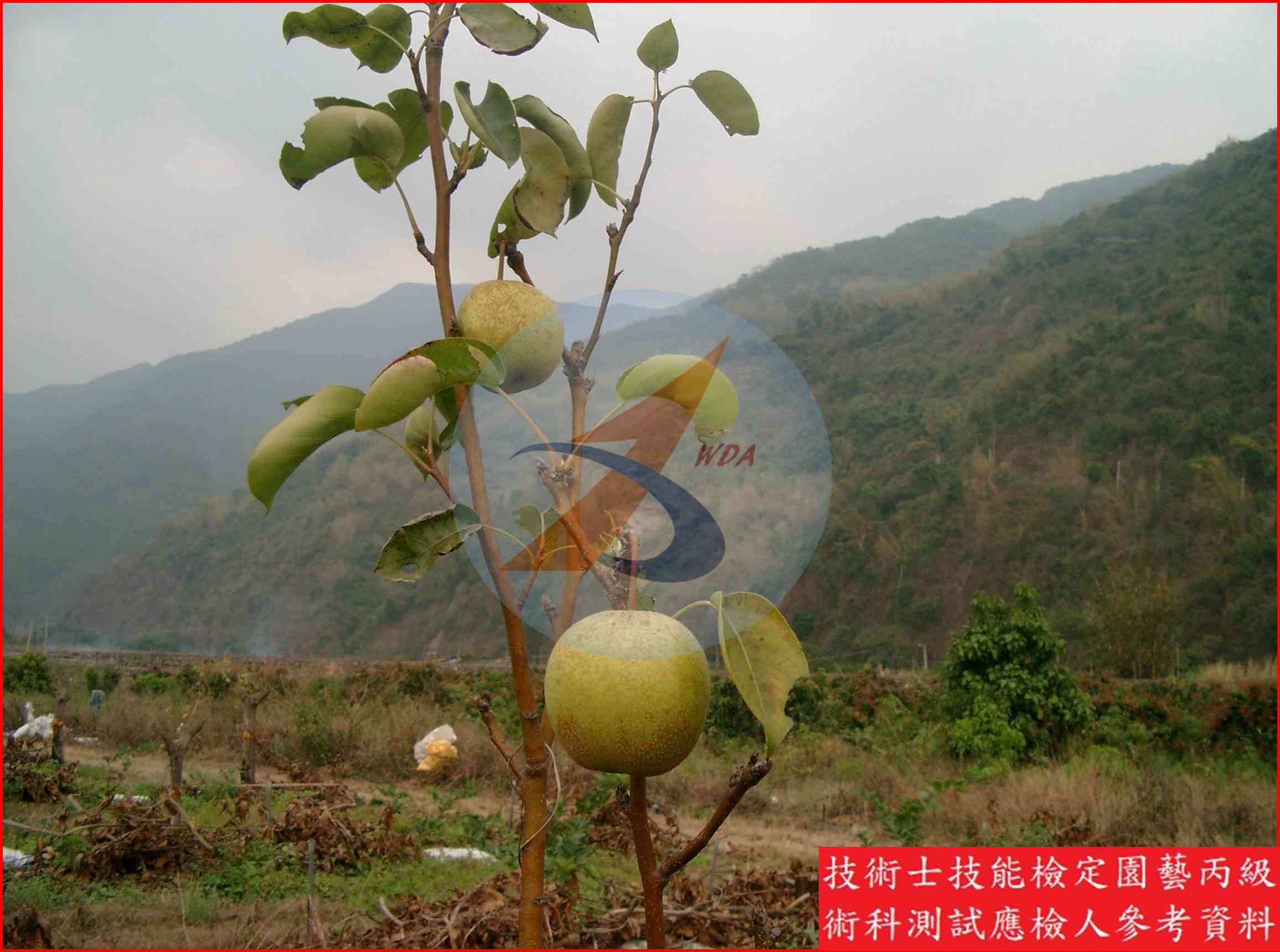 梨 園藝丙級識別圖片 12