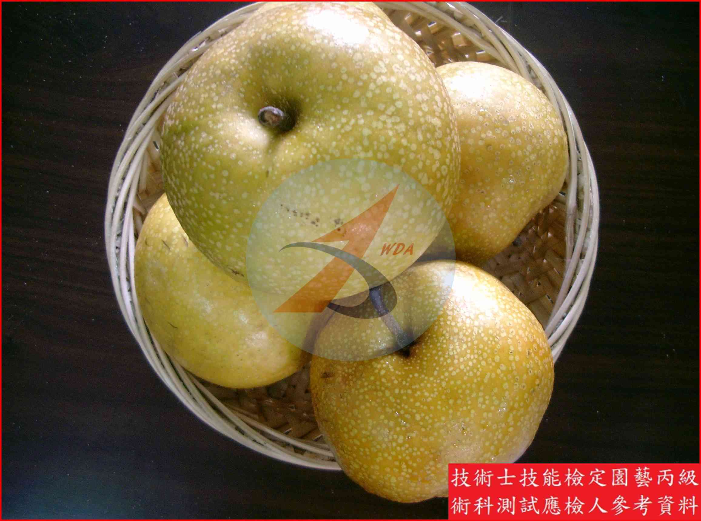 梨 園藝丙級識別圖片 13