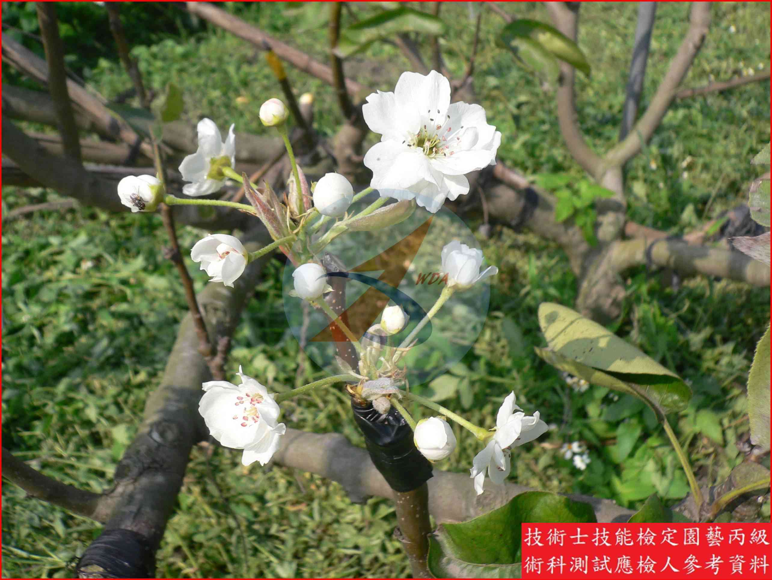 梨 園藝丙級識別圖片 2
