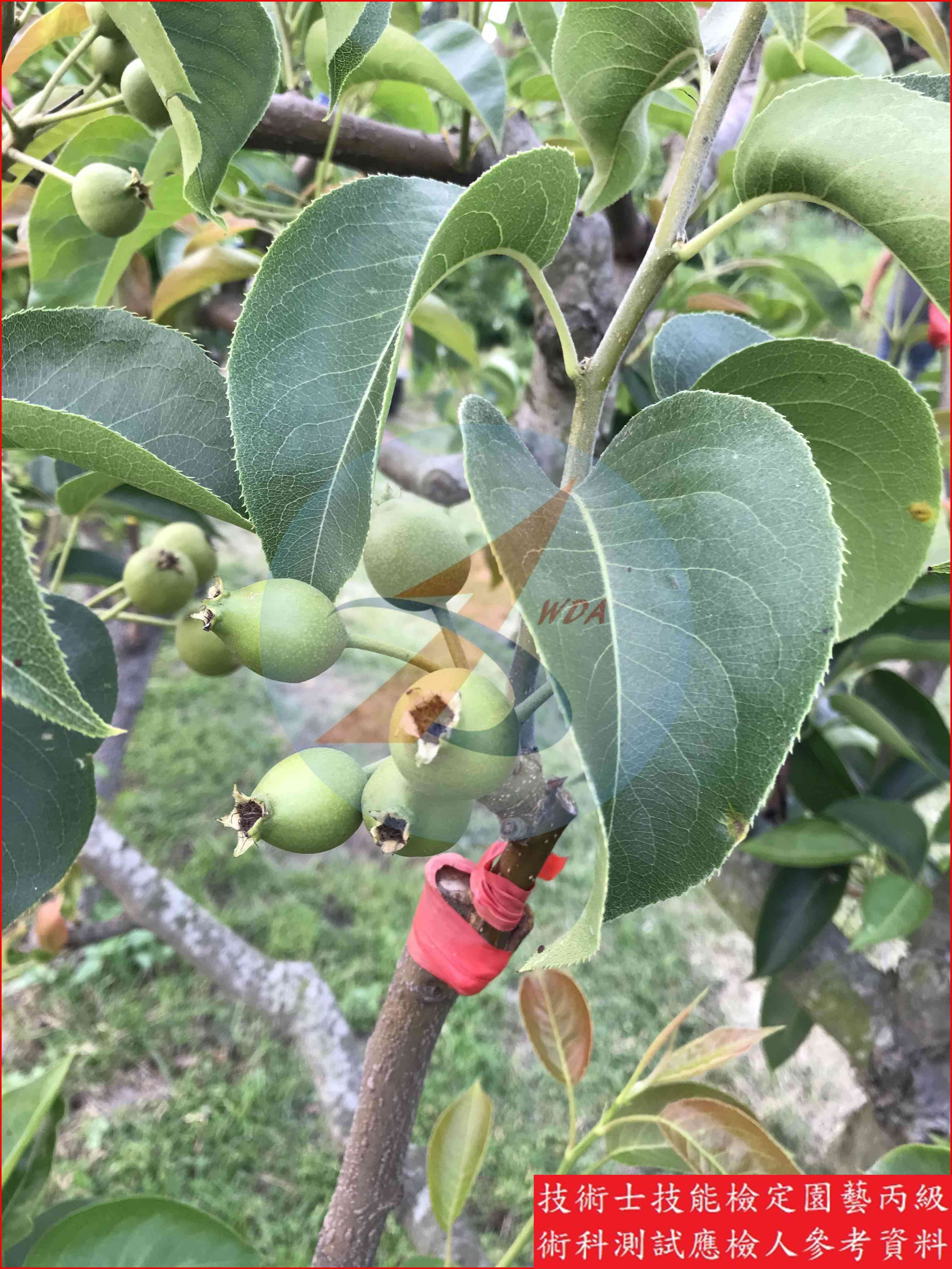 梨 園藝丙級識別圖片 3