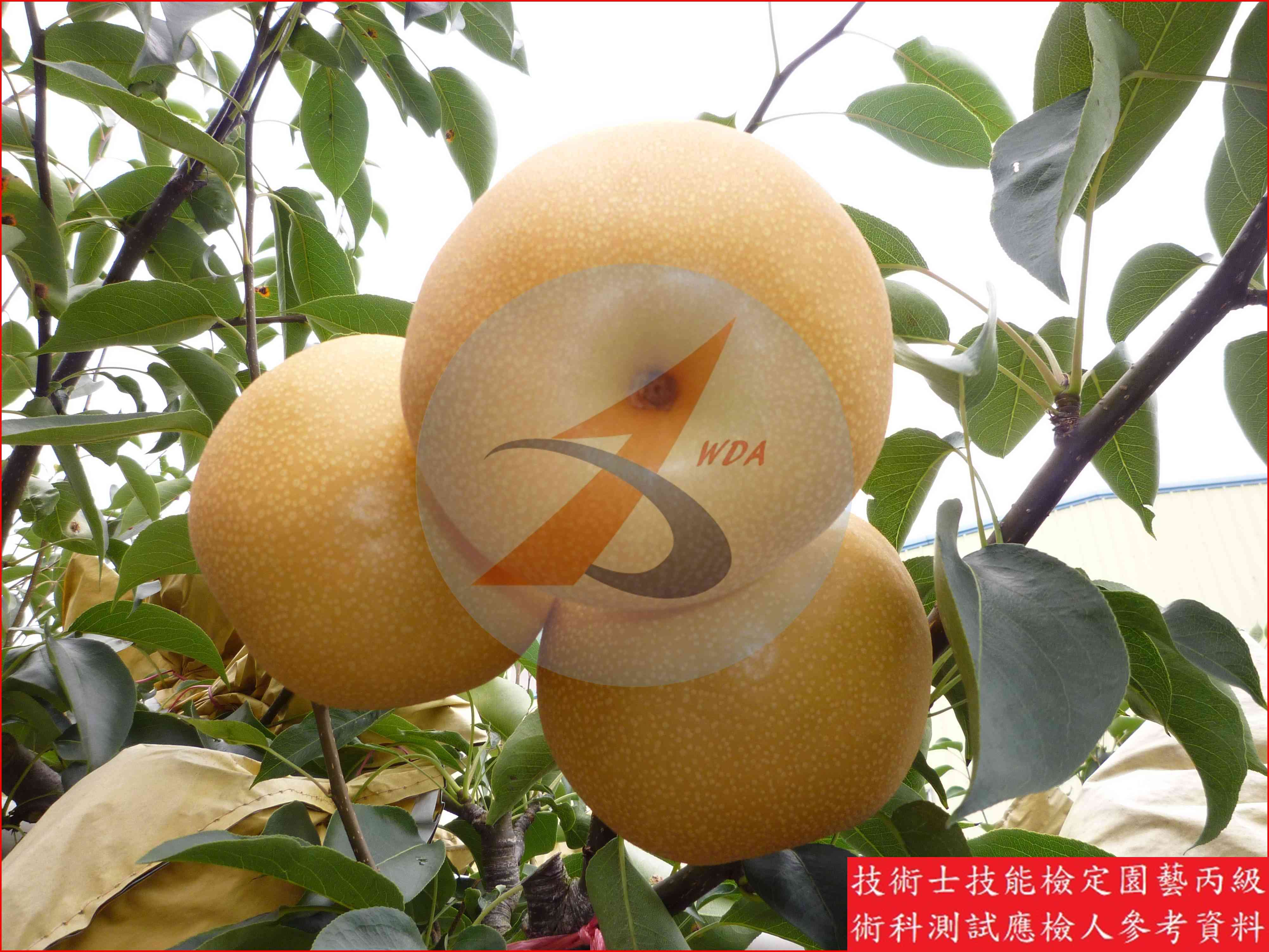梨 園藝丙級識別圖片 6